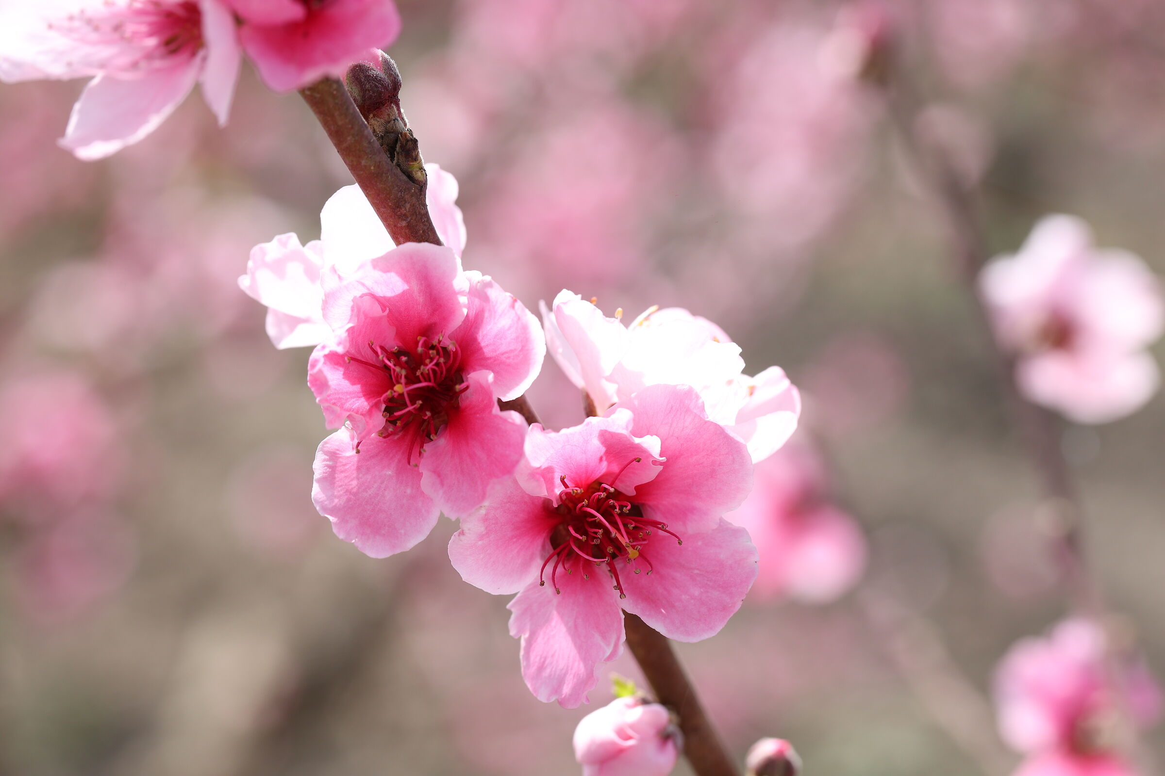 Peach blossoms 2...