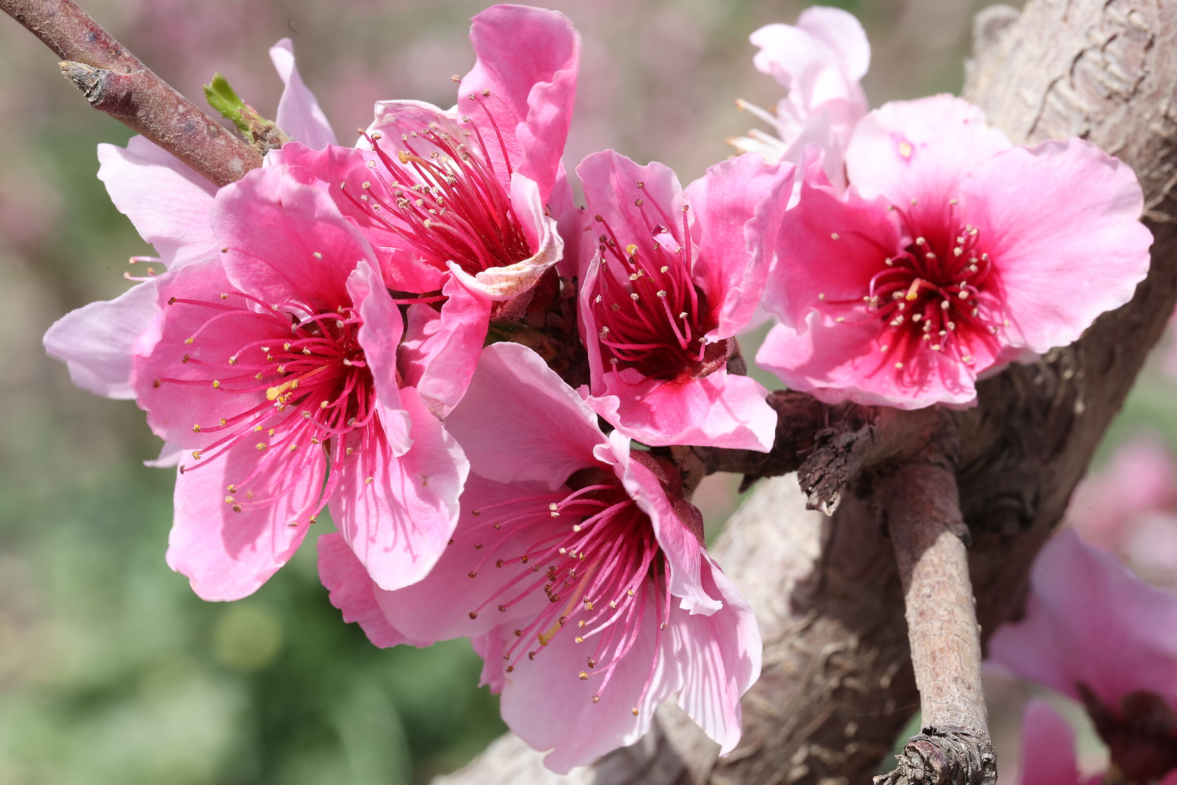 Peach blossoms 3...