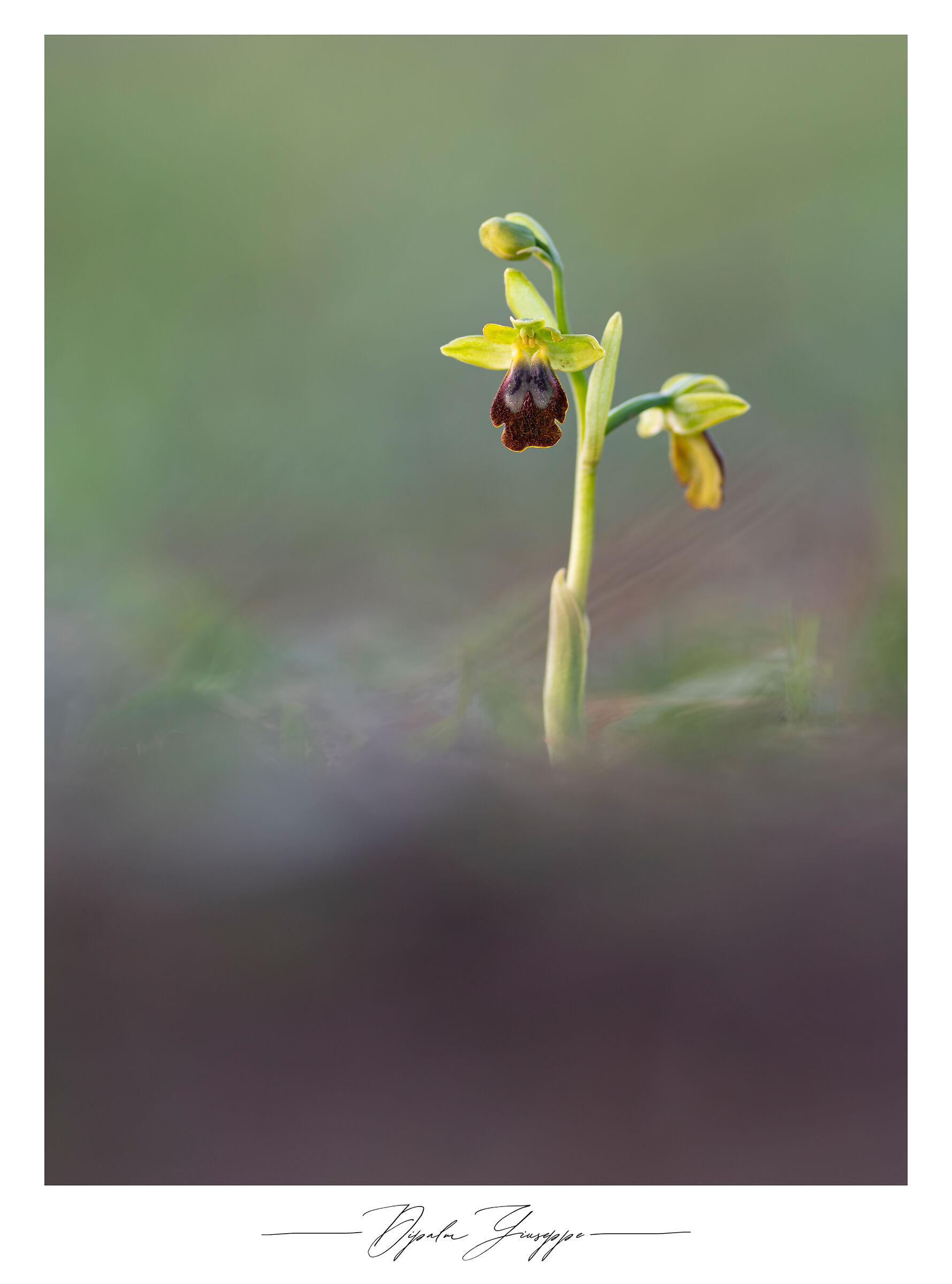 Ophrys fusca...
