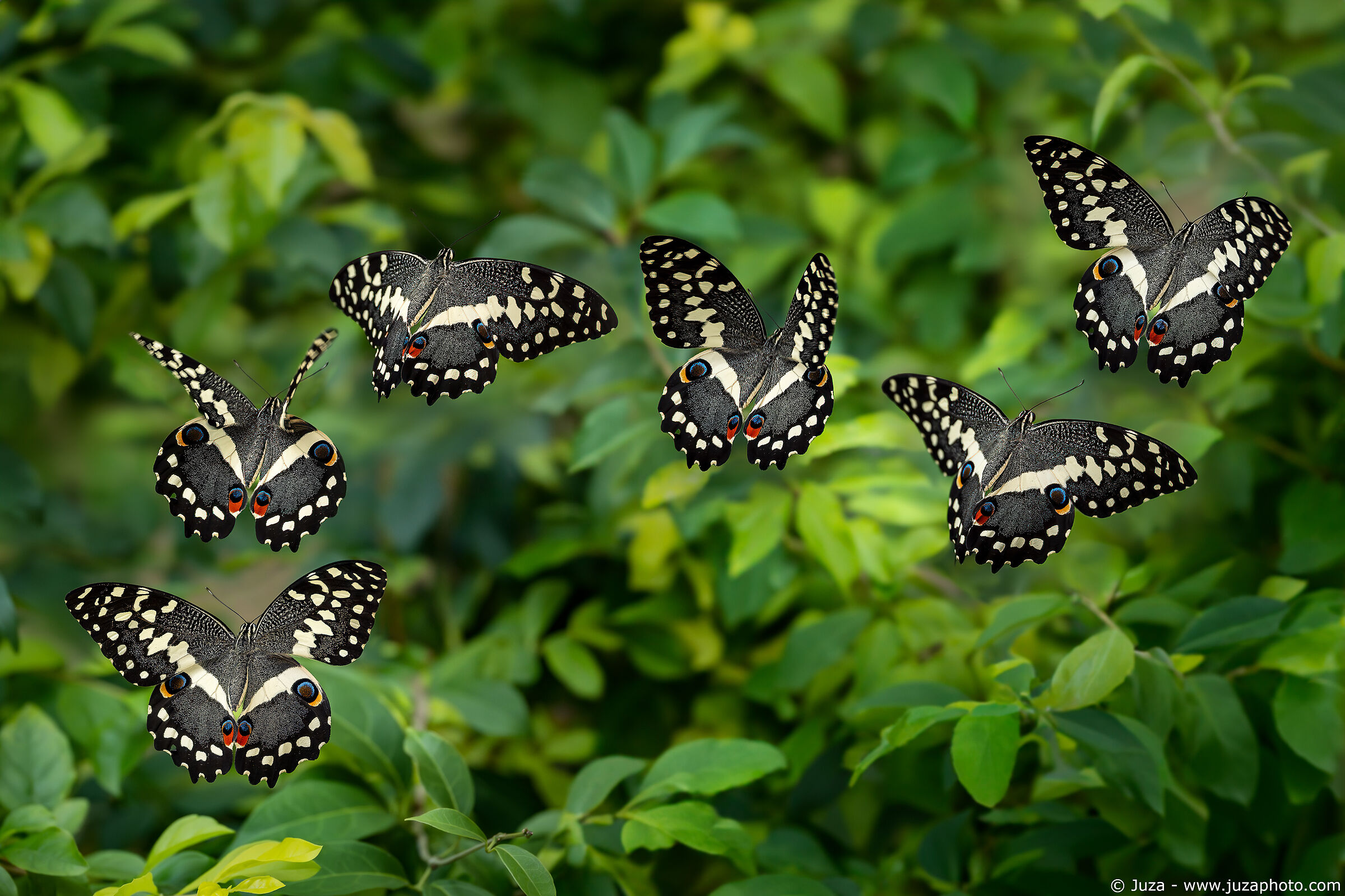 Citrus Swallowtail, sequenza di 6 foto...
