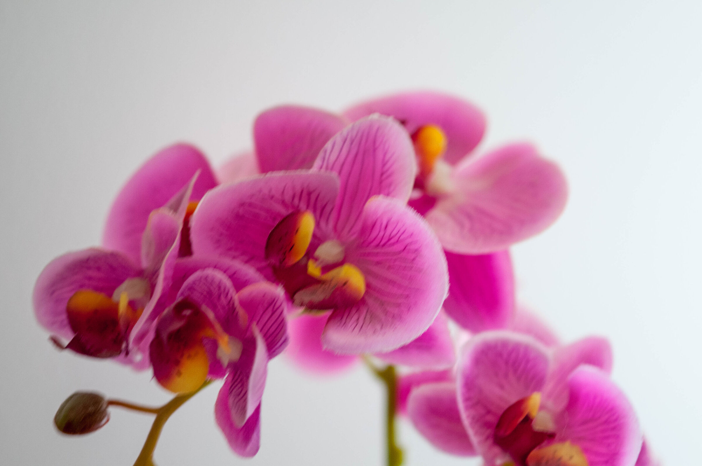 Orchidea Phalaenopsis Fucsia...