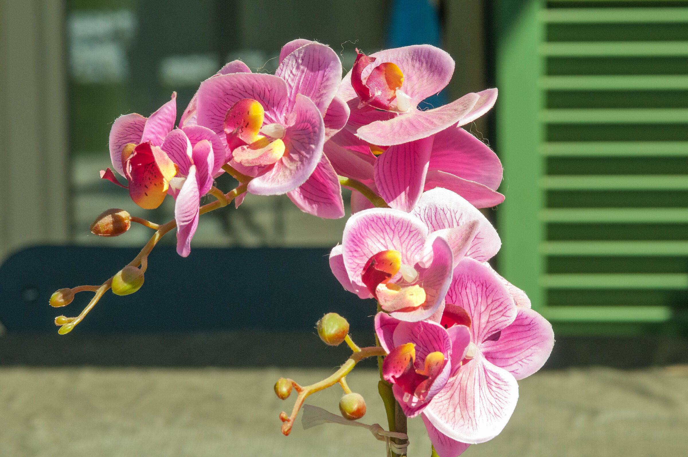 Phalaenopsis Fuchsia Orchid...