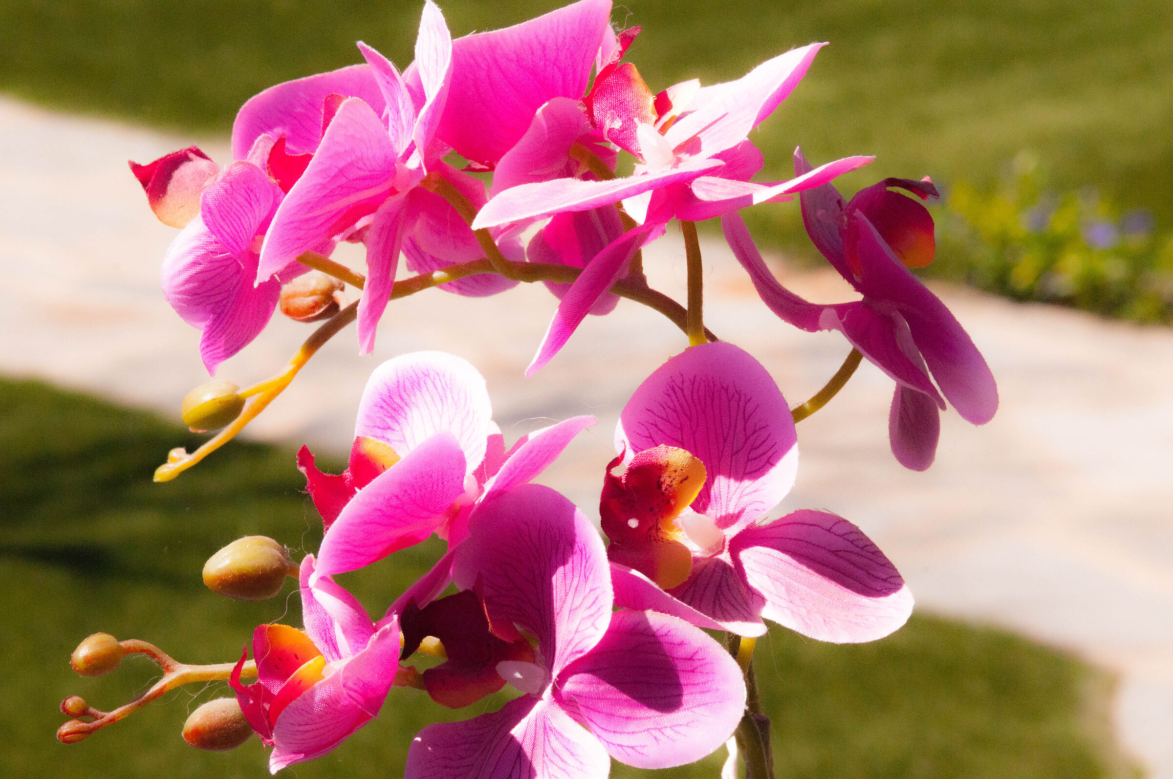 Orchidea Phalaenopsis Fucsia...