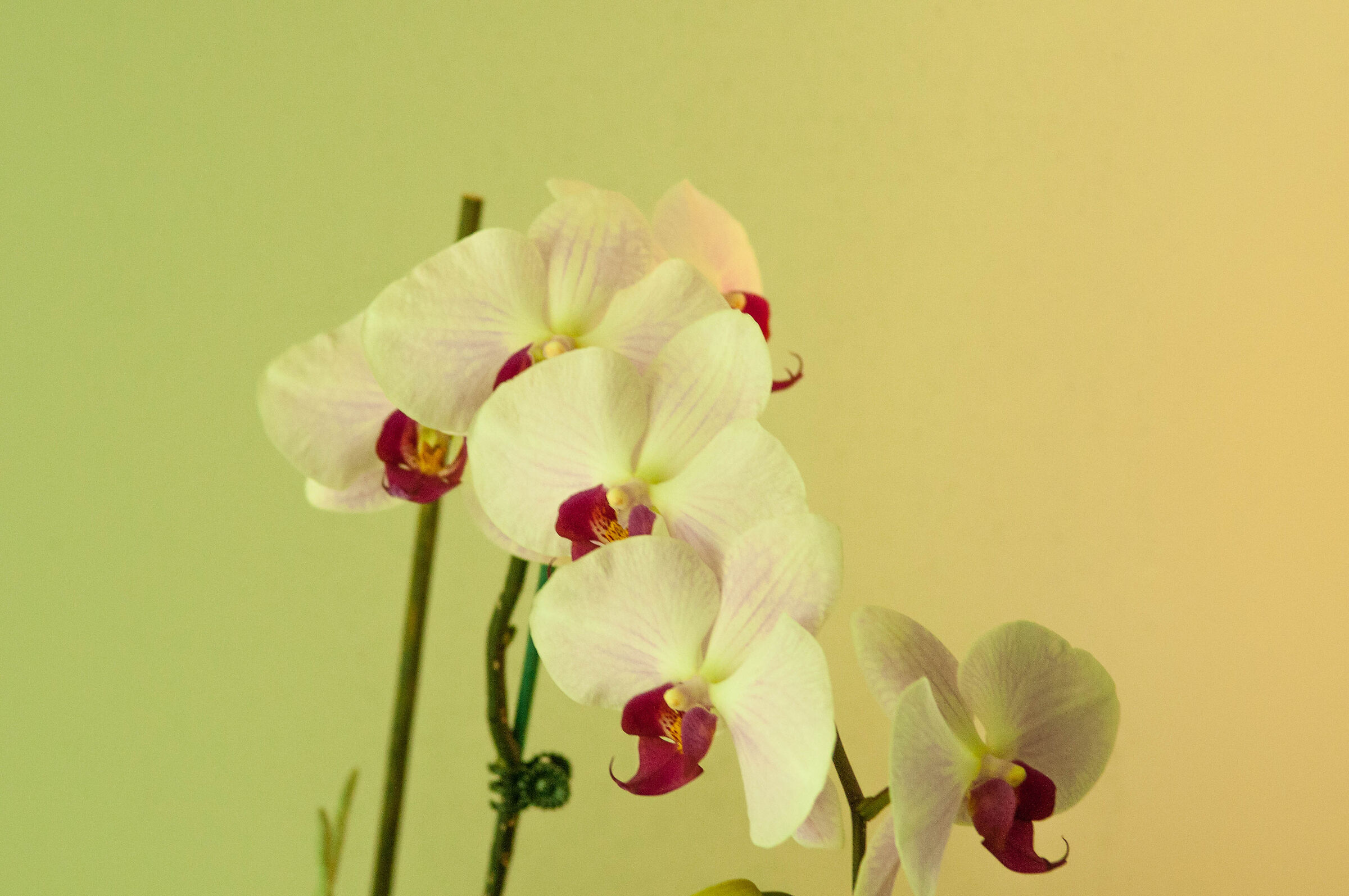 Phalaenopsis White Orchid...