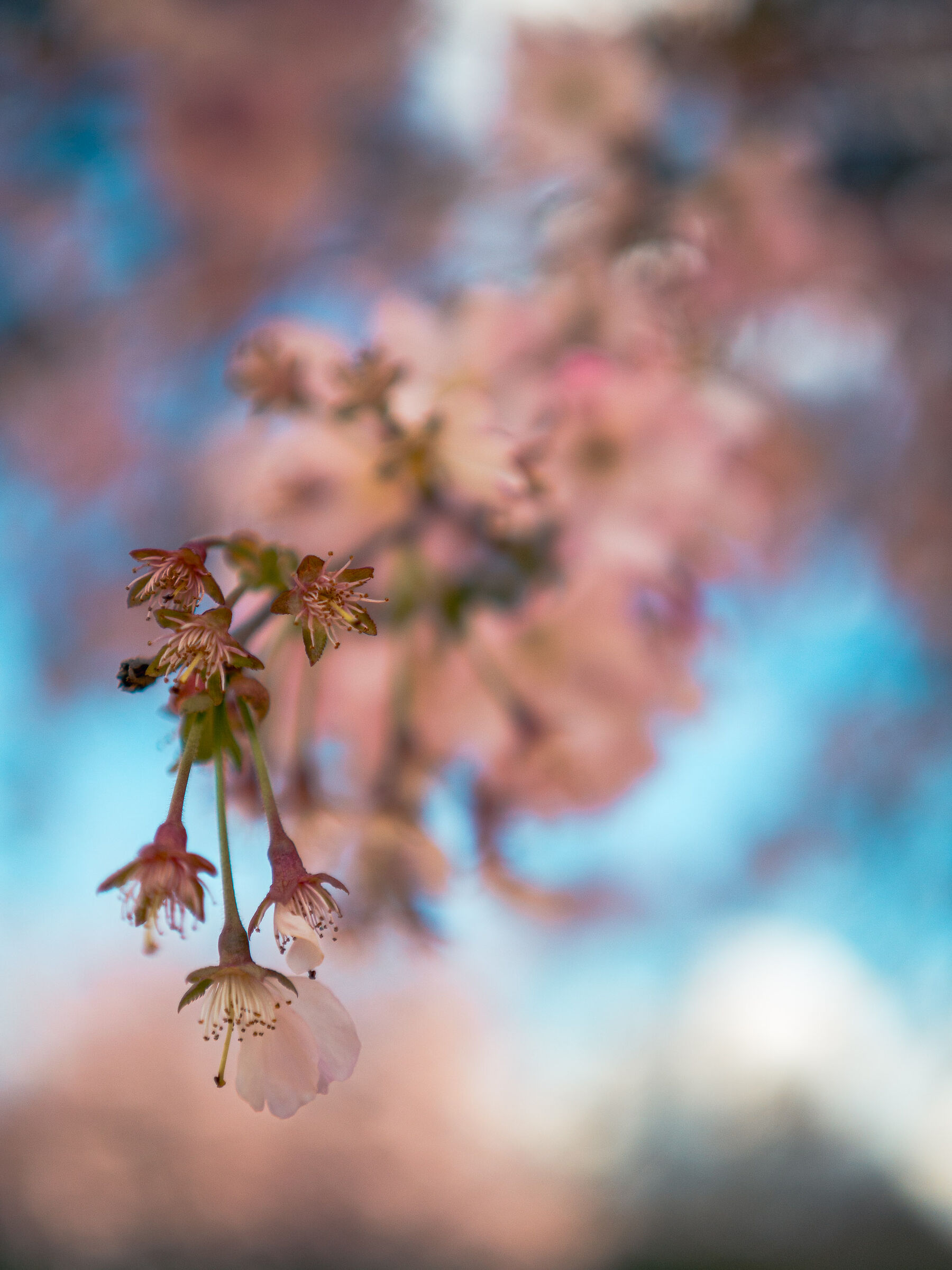 Cherry blossom ... Japanese!...
