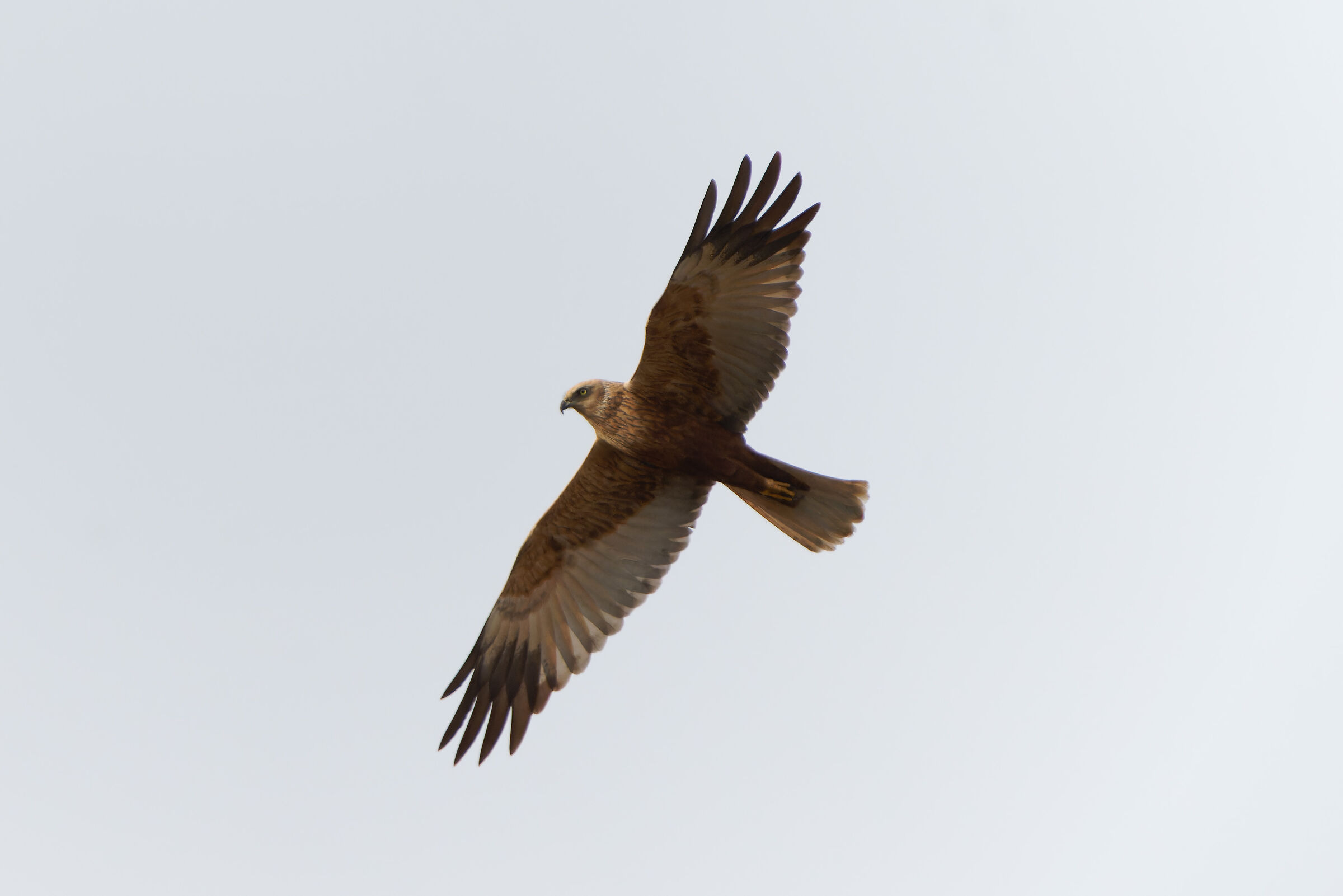 Marsh Harrier...