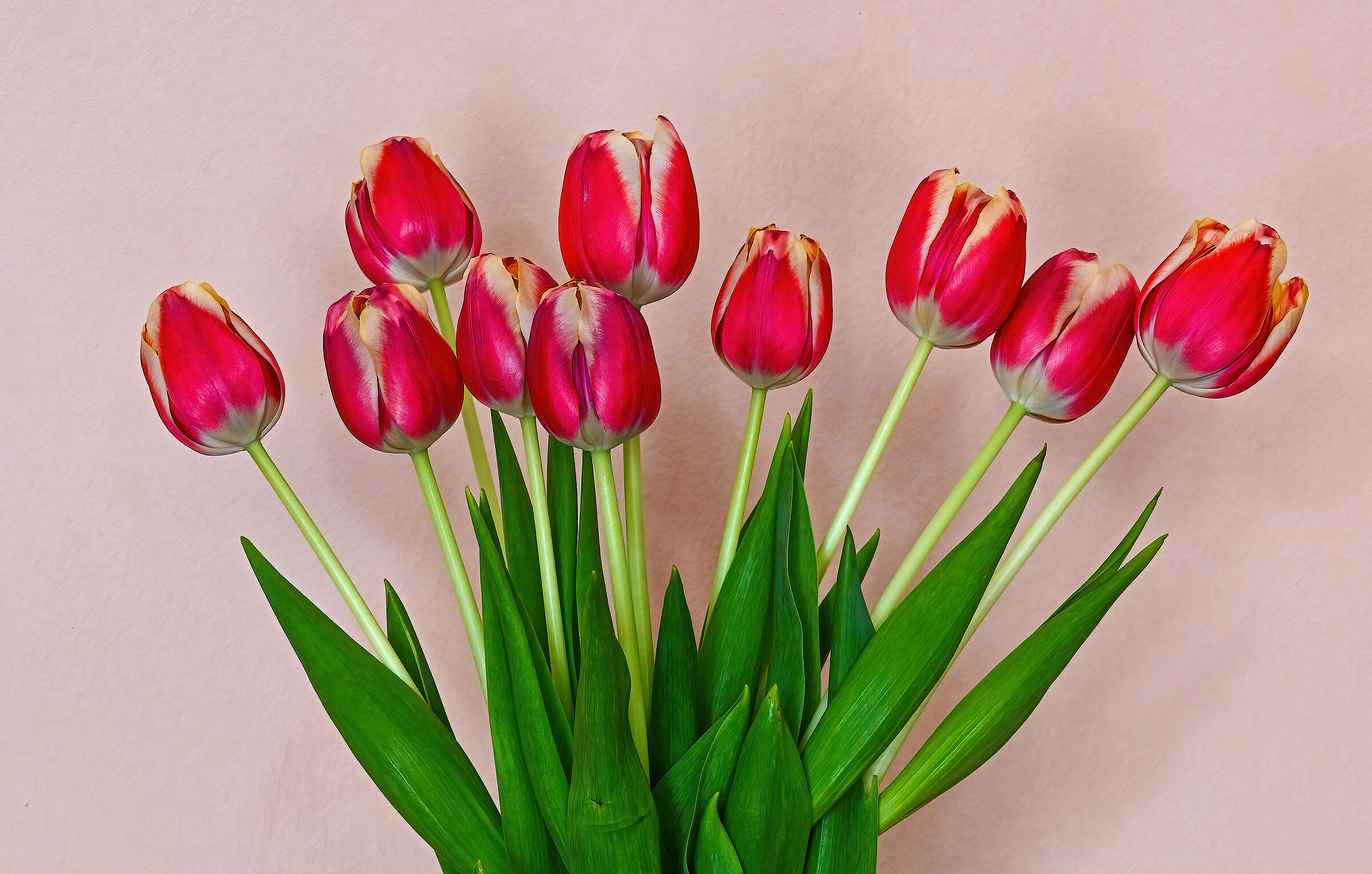 My tulips...