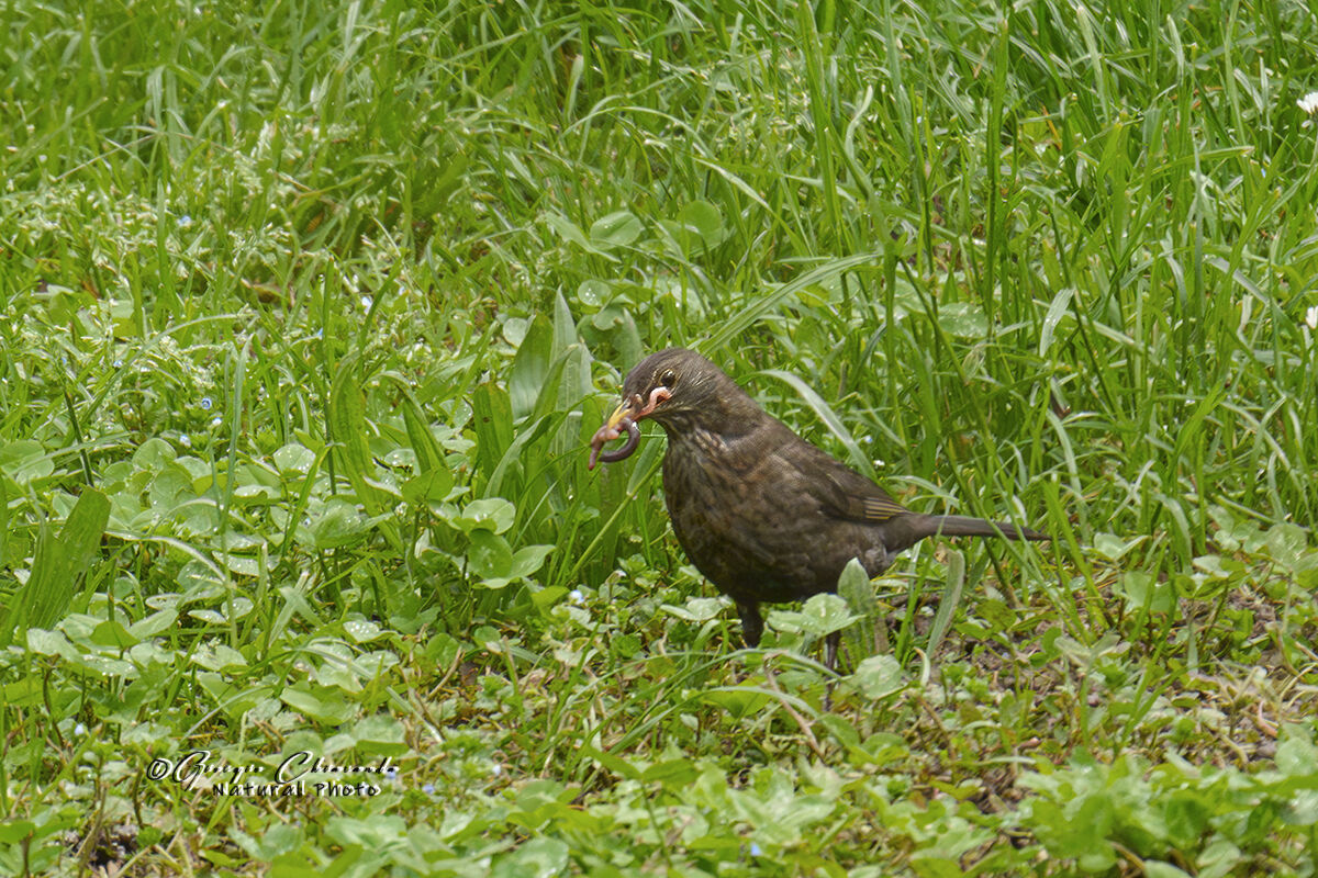 The blackbird and lunch...