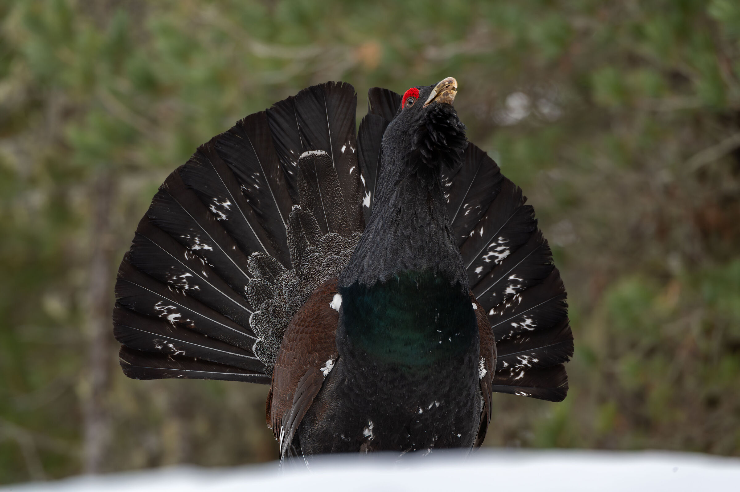 Capercaillie in the Dolomites...