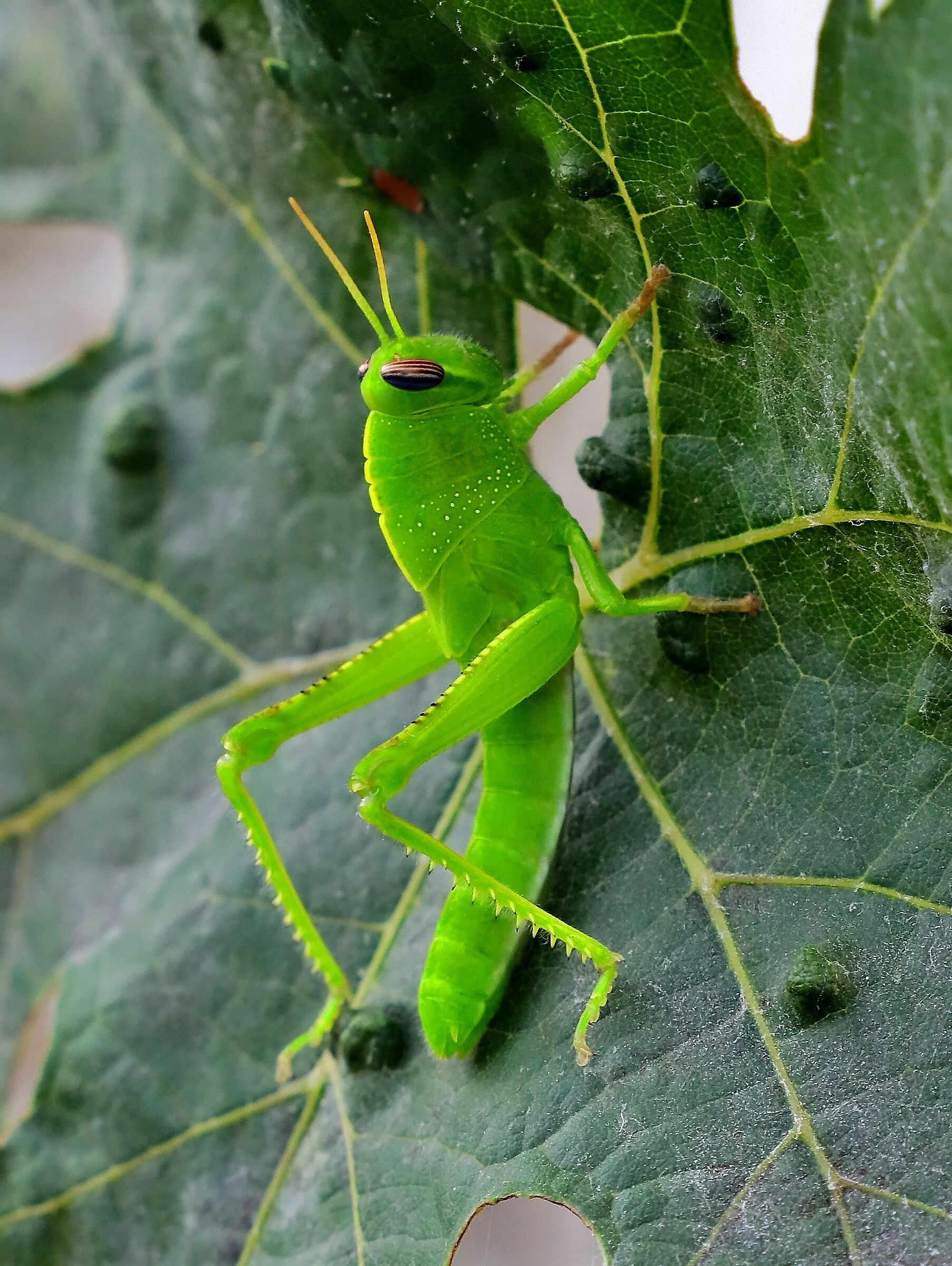 grasshopper...