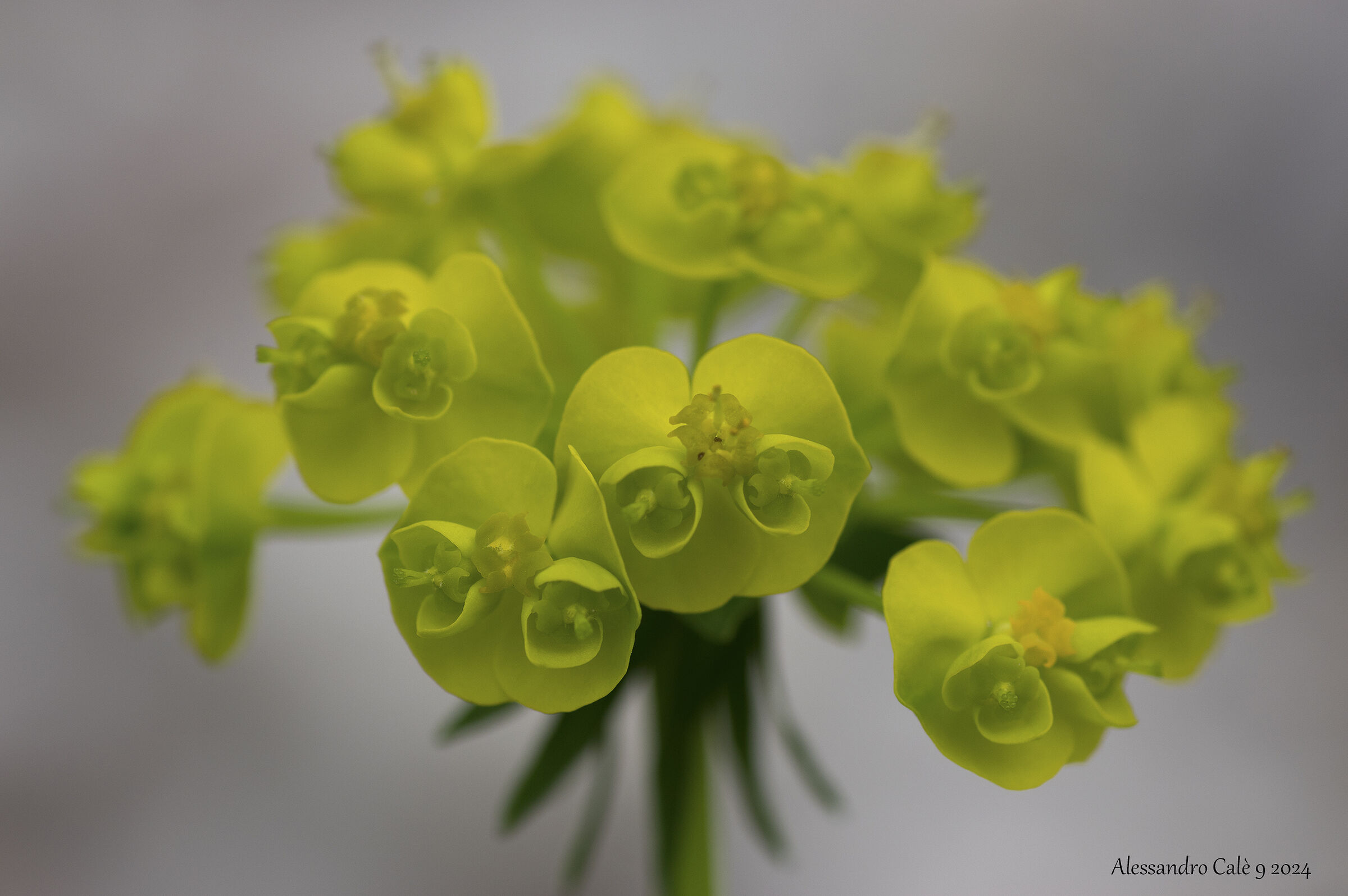 Euphorbia cyparissias (Euforbia cipressina) 6800...