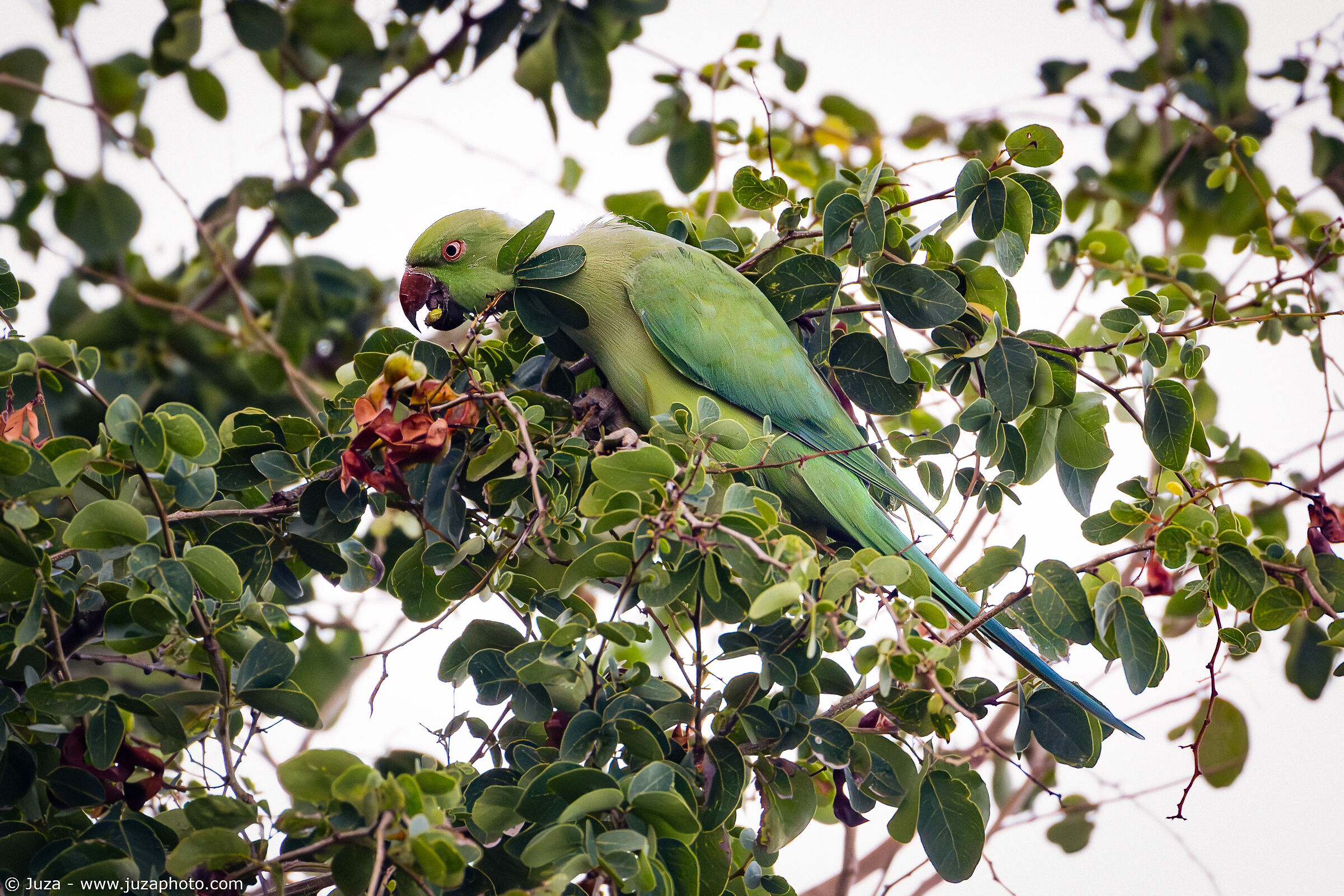 Collared Parakeet (Psittacula krameri)...