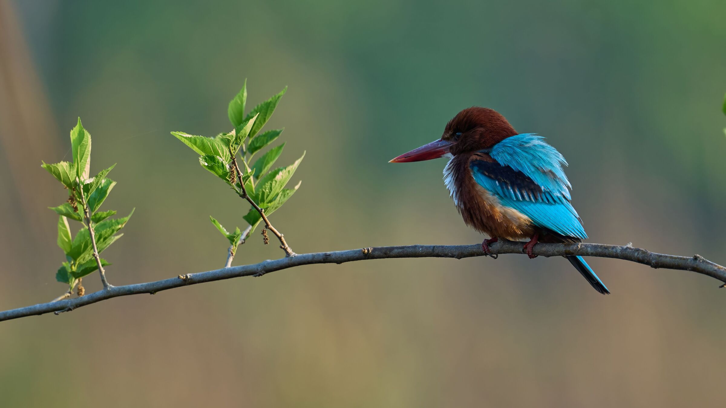 Blue Kingfisher - Chitwan (Nepal)...