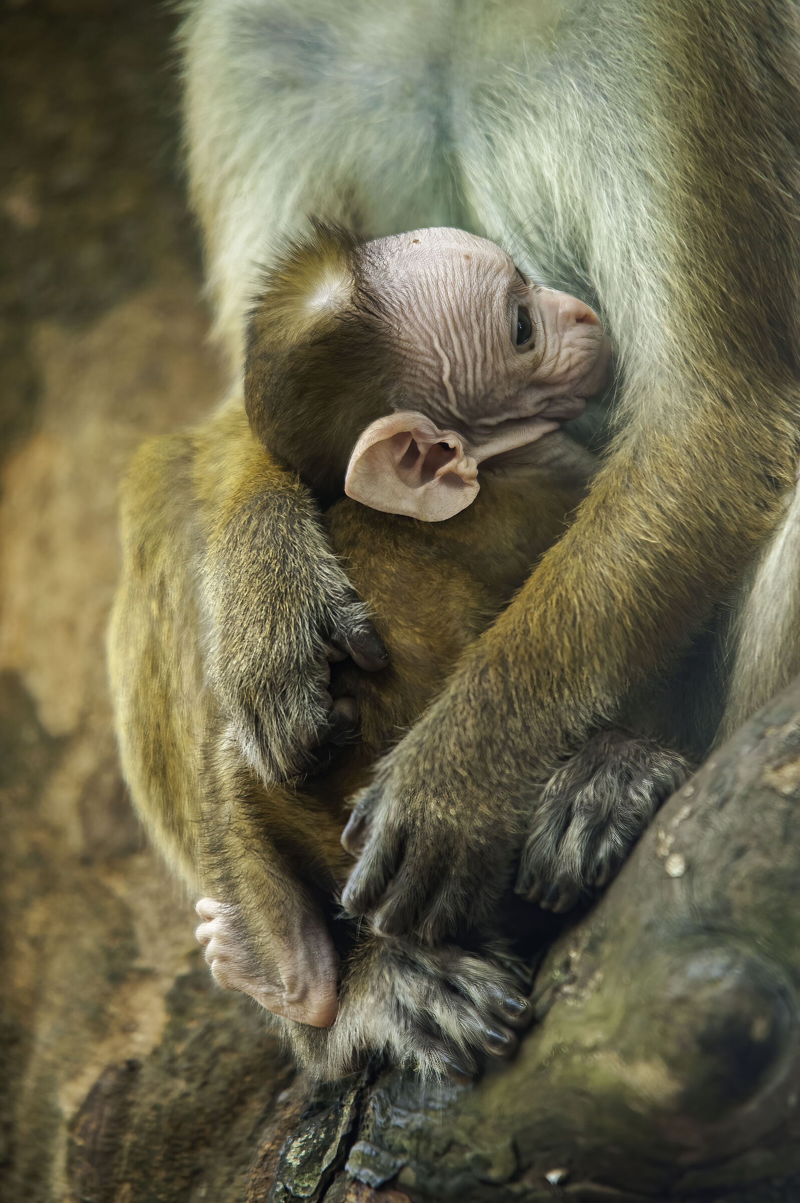 Baby Toque Monkey...
