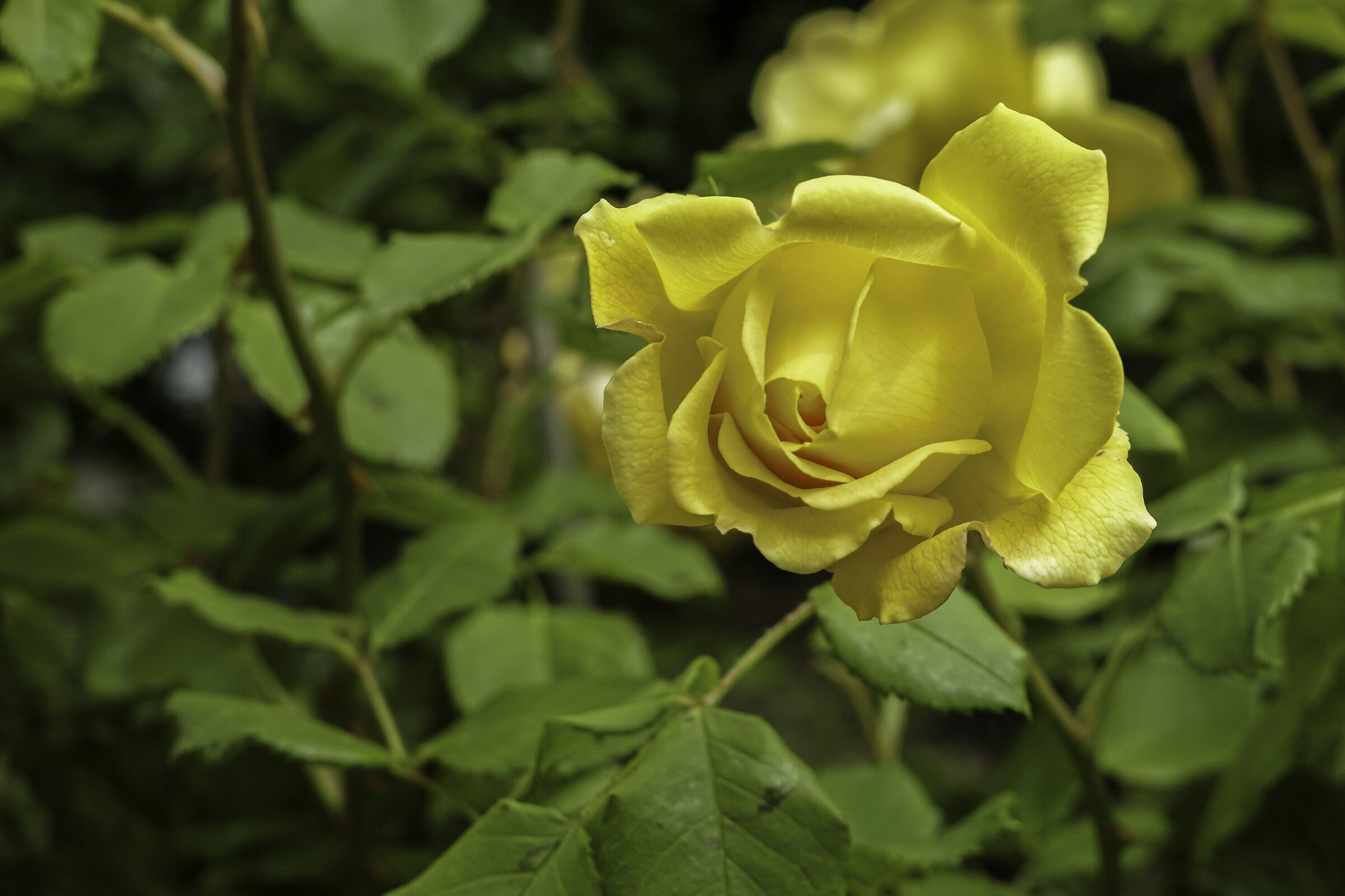 Yellow Rose - Color...