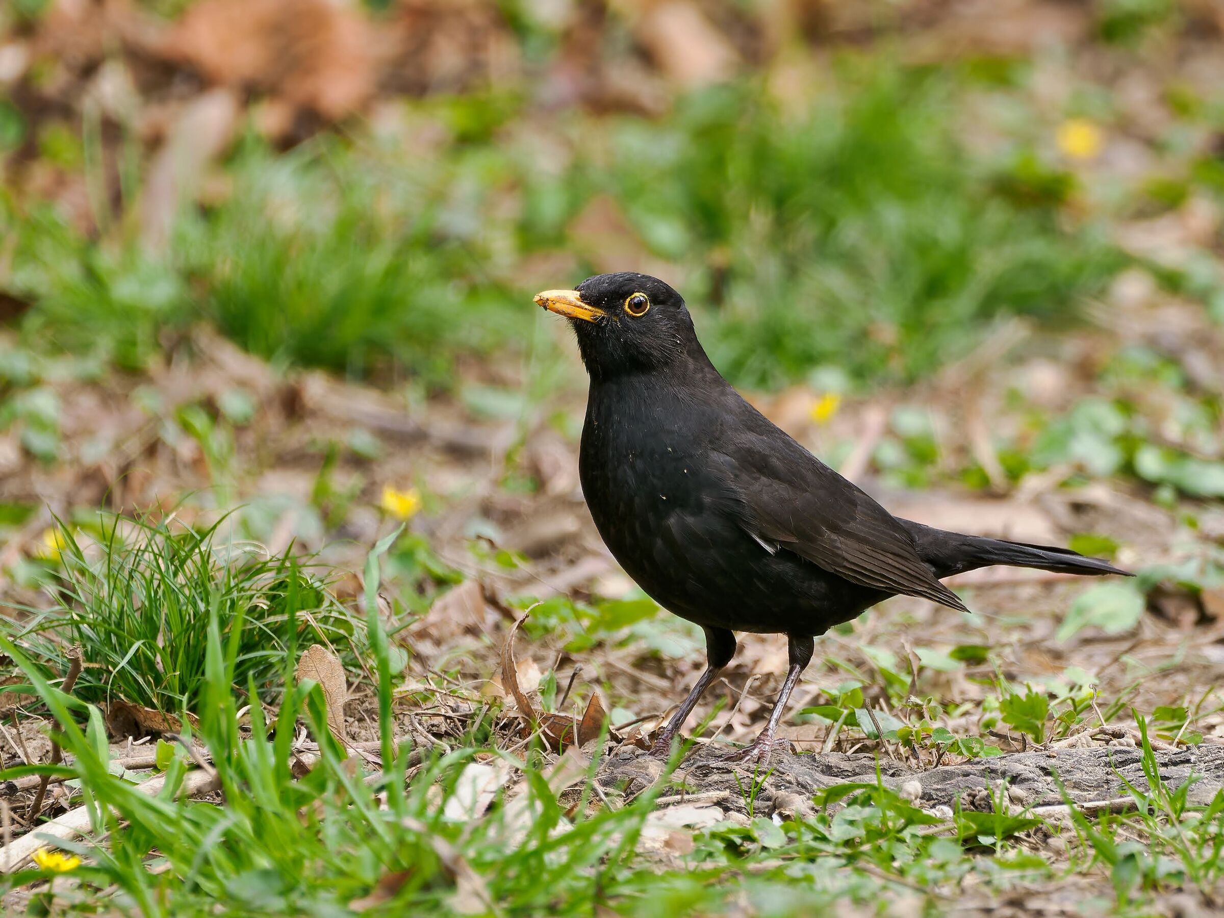 Blackbird (m)...