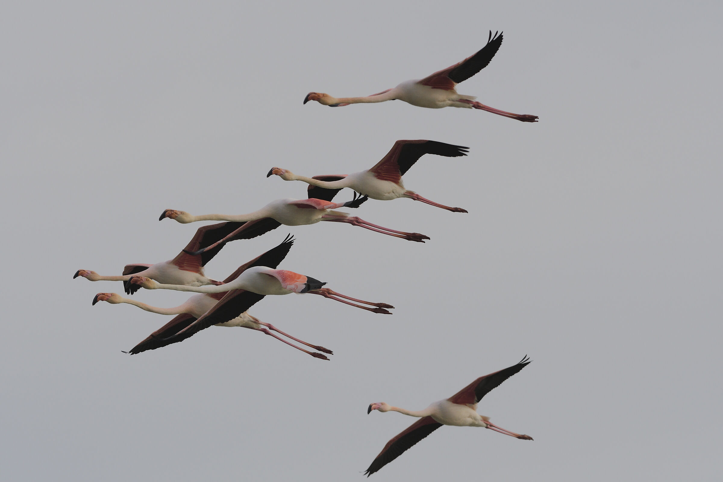 Flamingos in formation...