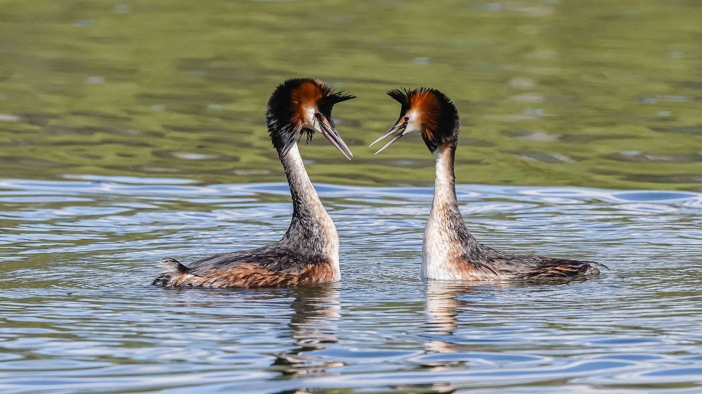 Courting the Grebes!!...