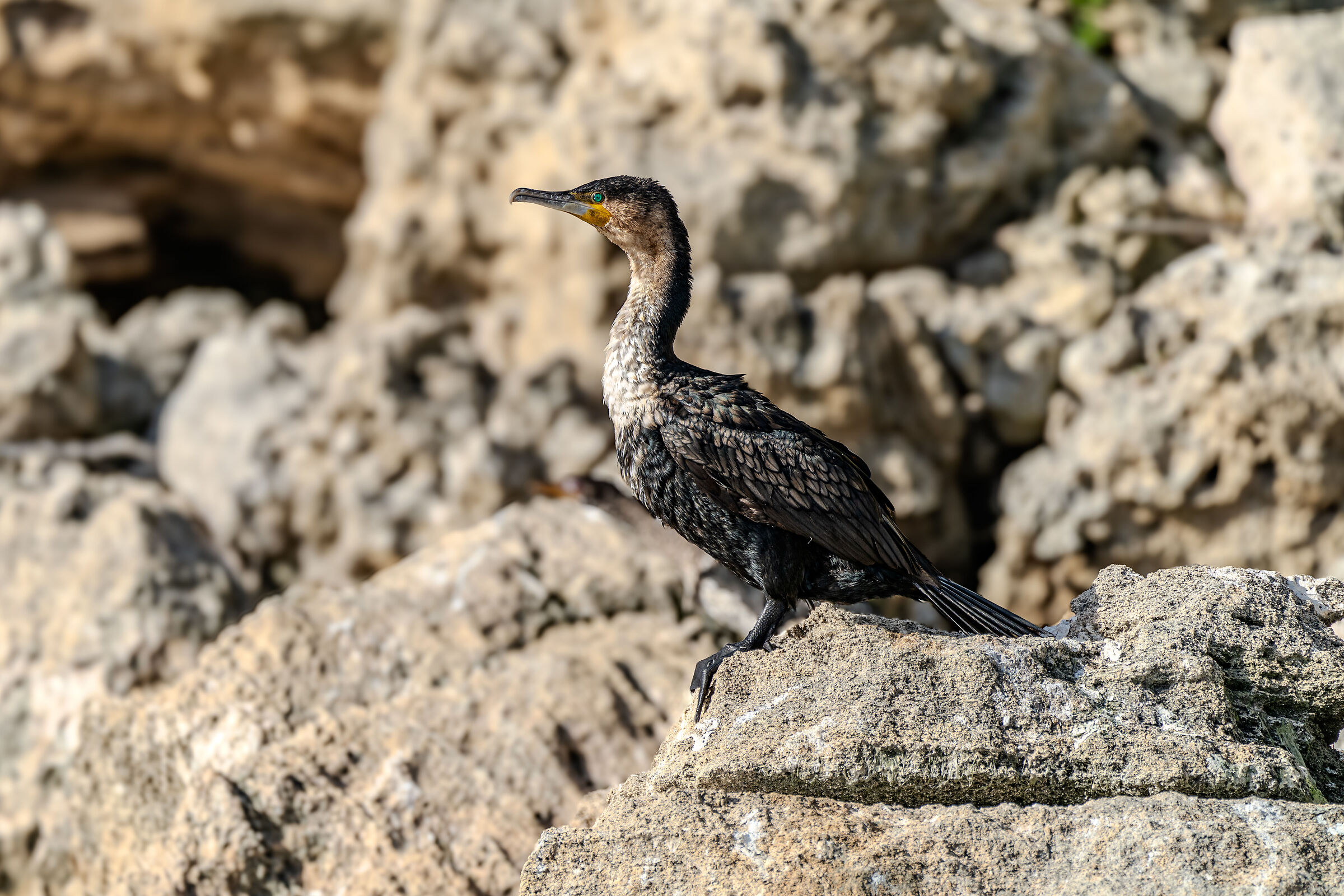 South African Cormorant...