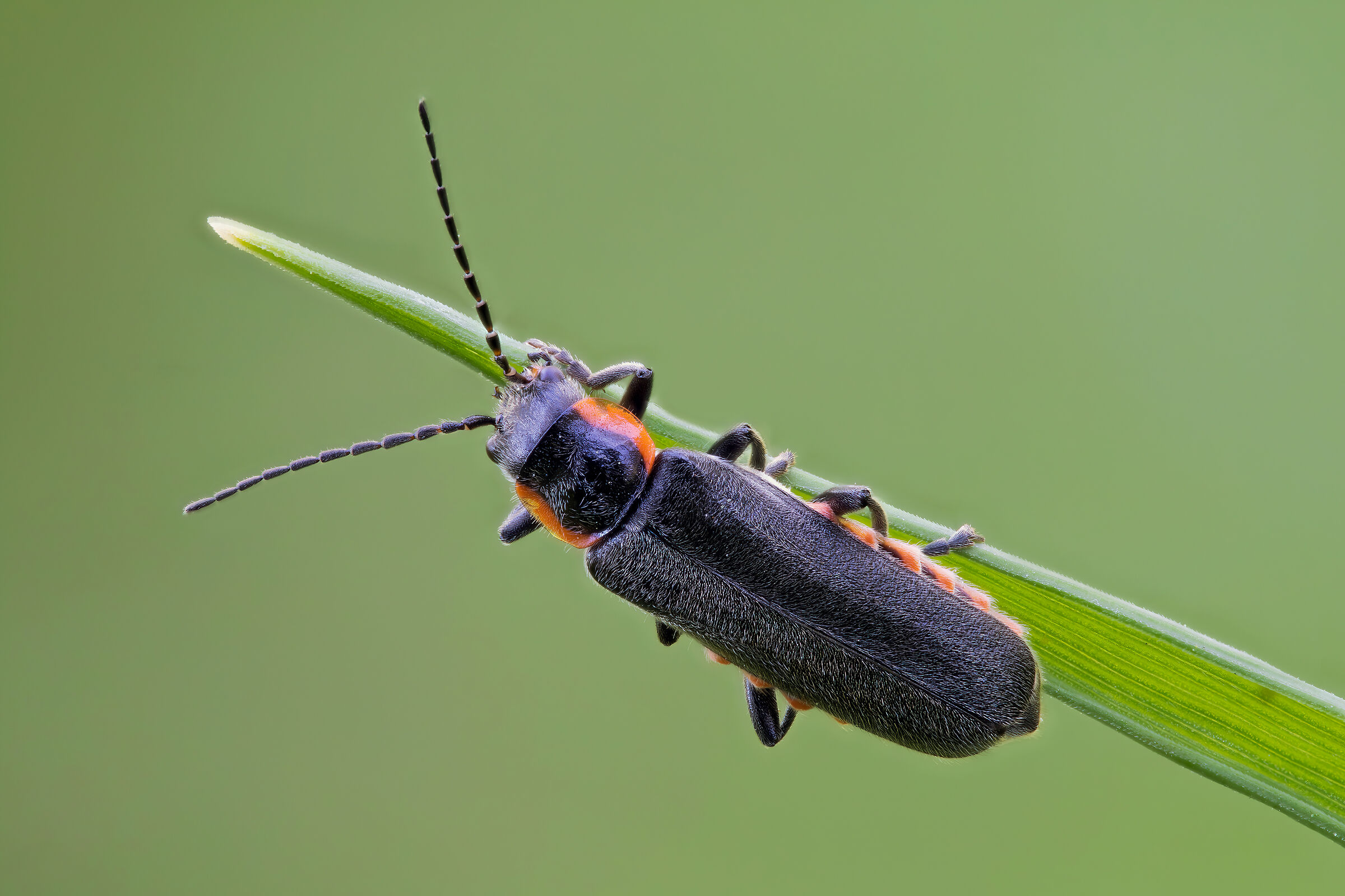 Cantharis sp....