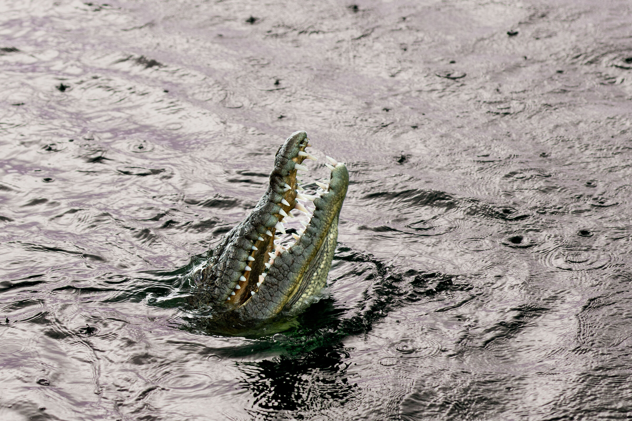 Hungry crocodile in the deluge...