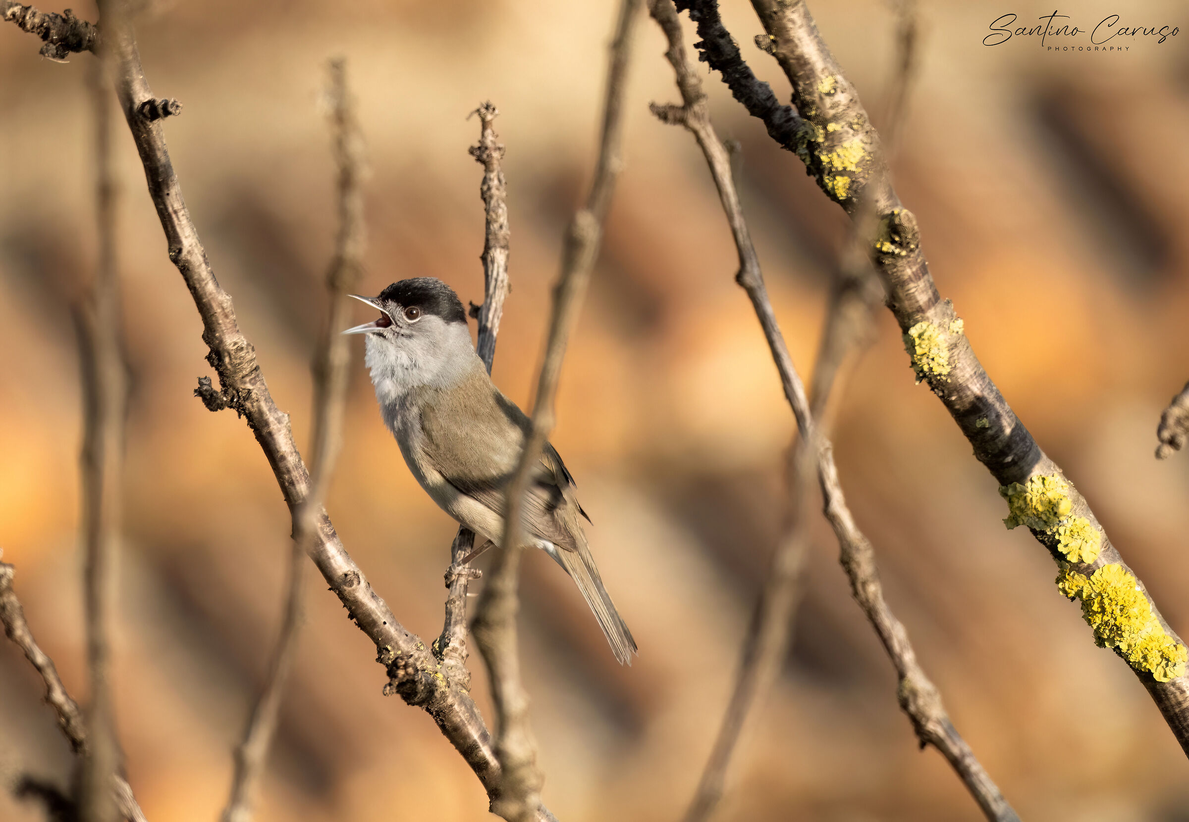 Blackcap...