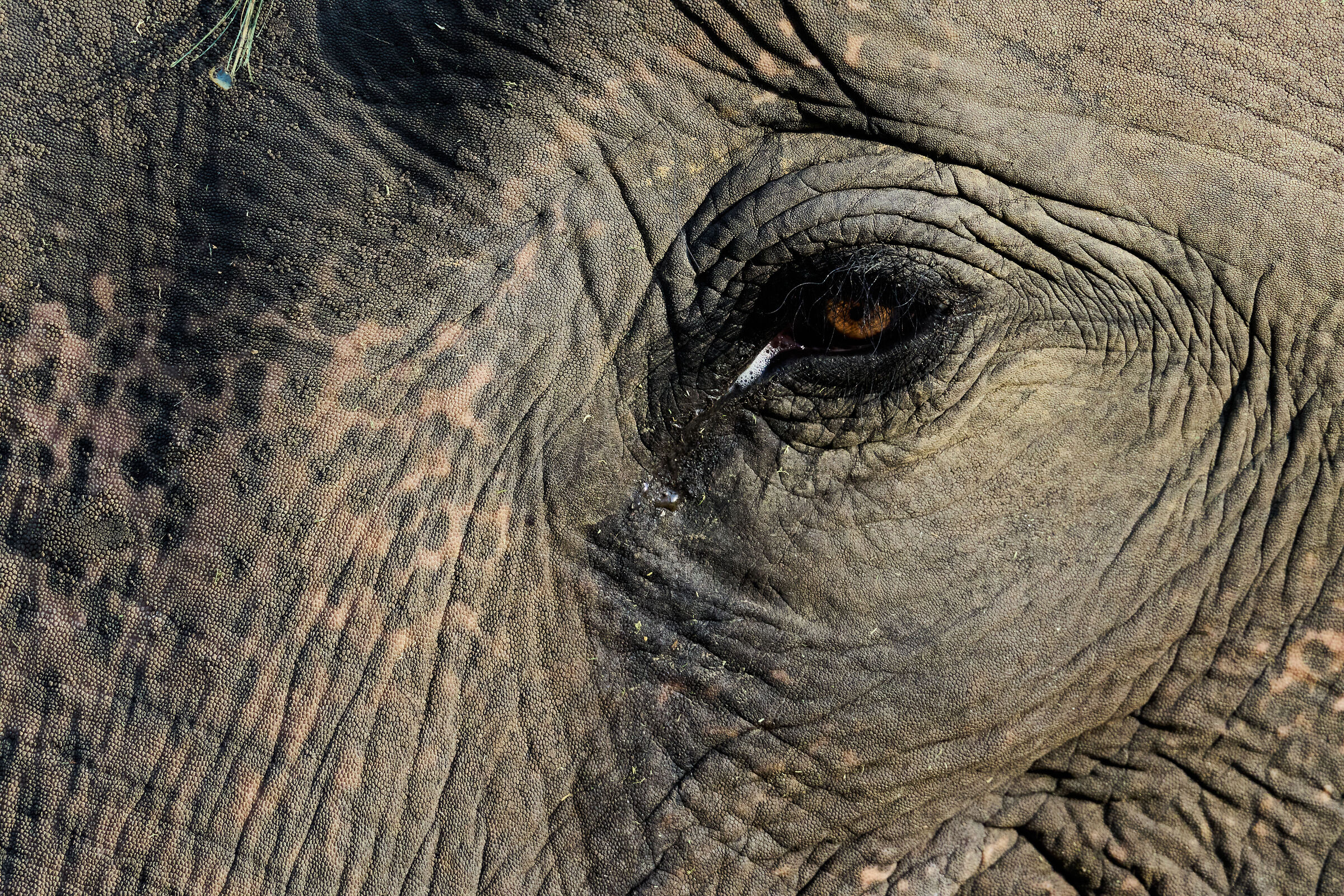 Elephant (Chitwan - Nepal)...