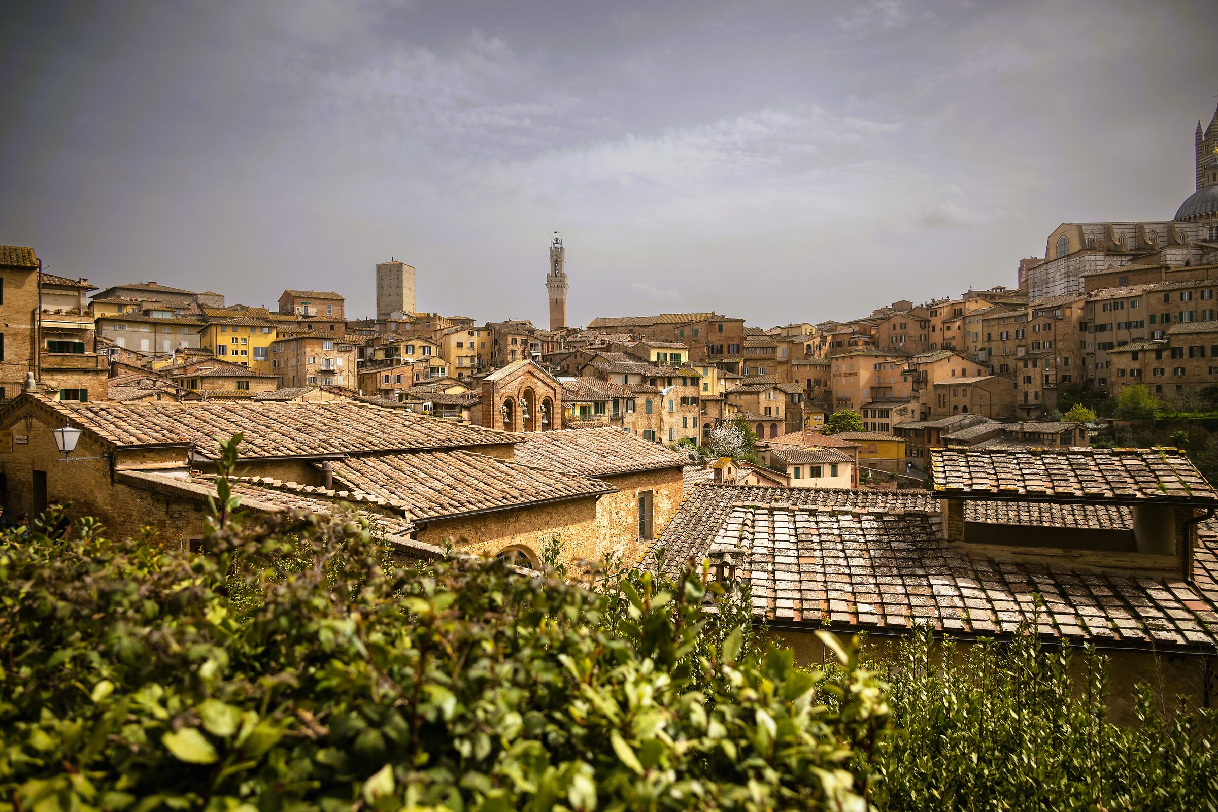 The rooftops of Siena...