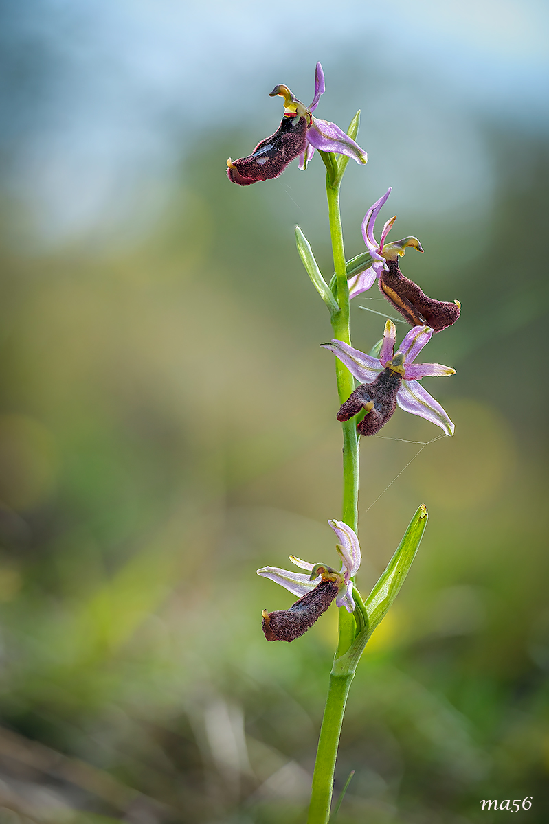 Ophrys Bertolonii...