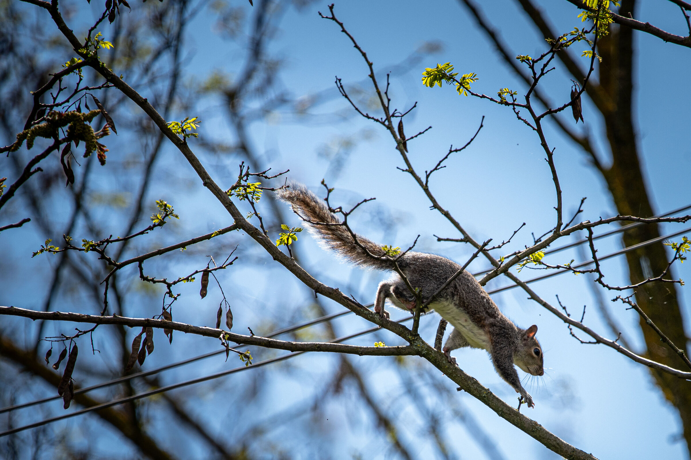 Walking on the branch...