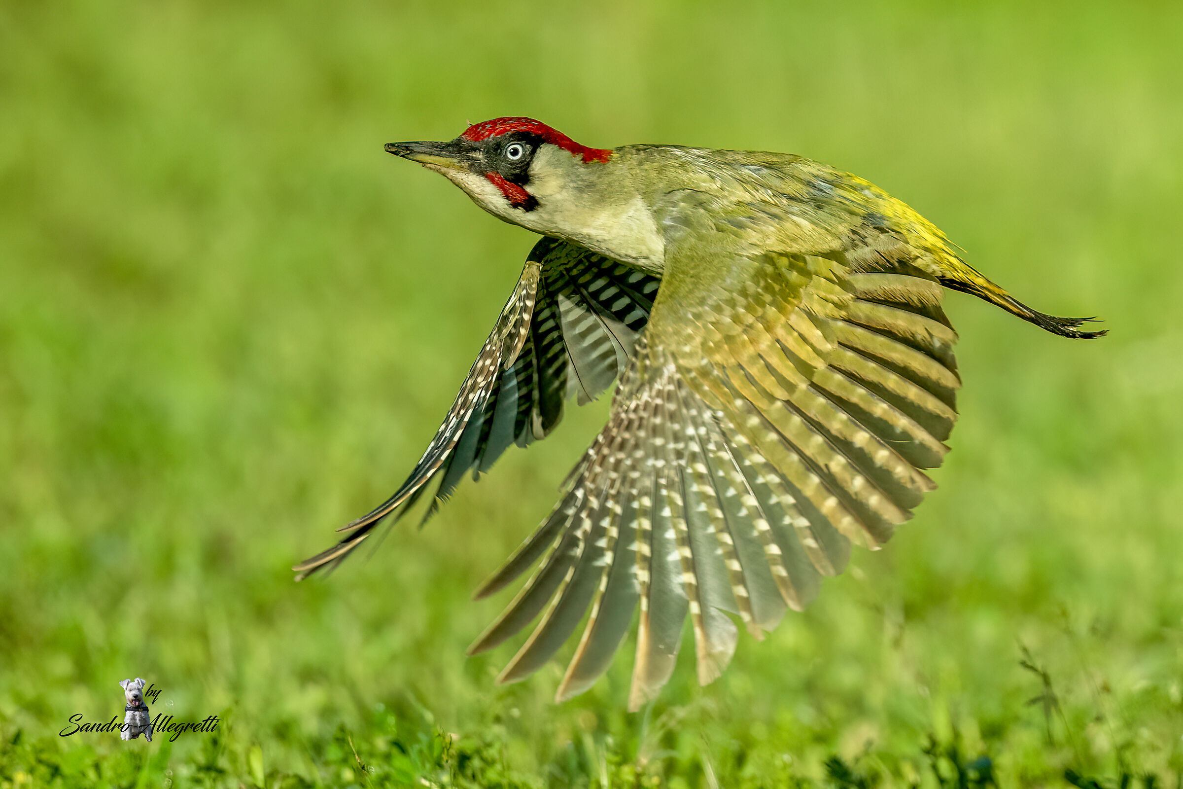 The Green Woodpecker (Picus viridis)...