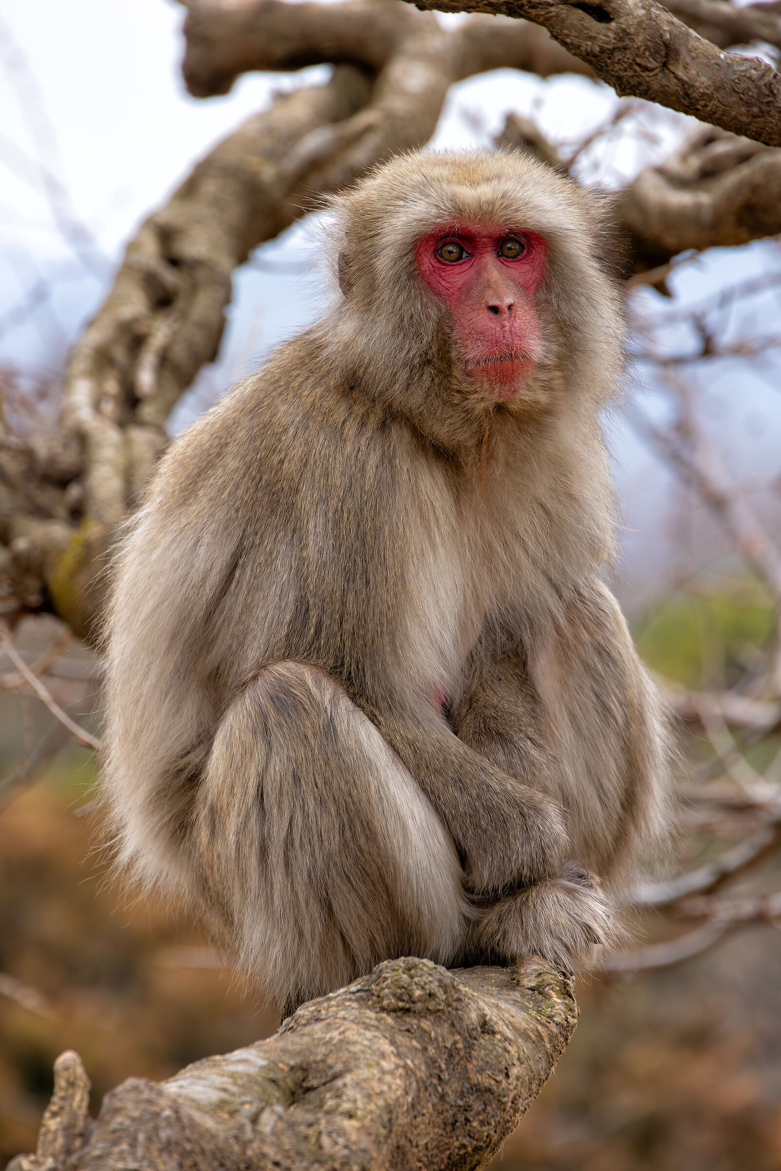 Le scimmie di Iwatayama (Kyoto)...