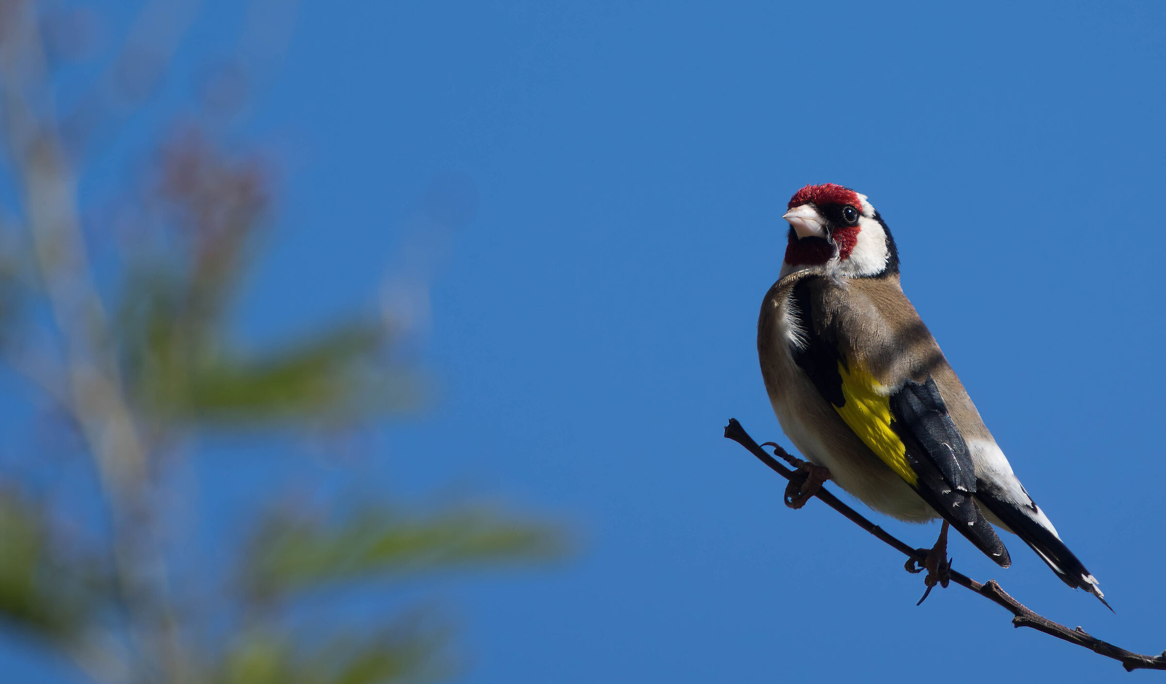 Male Goldfinch (Goldfinch Major) ...
