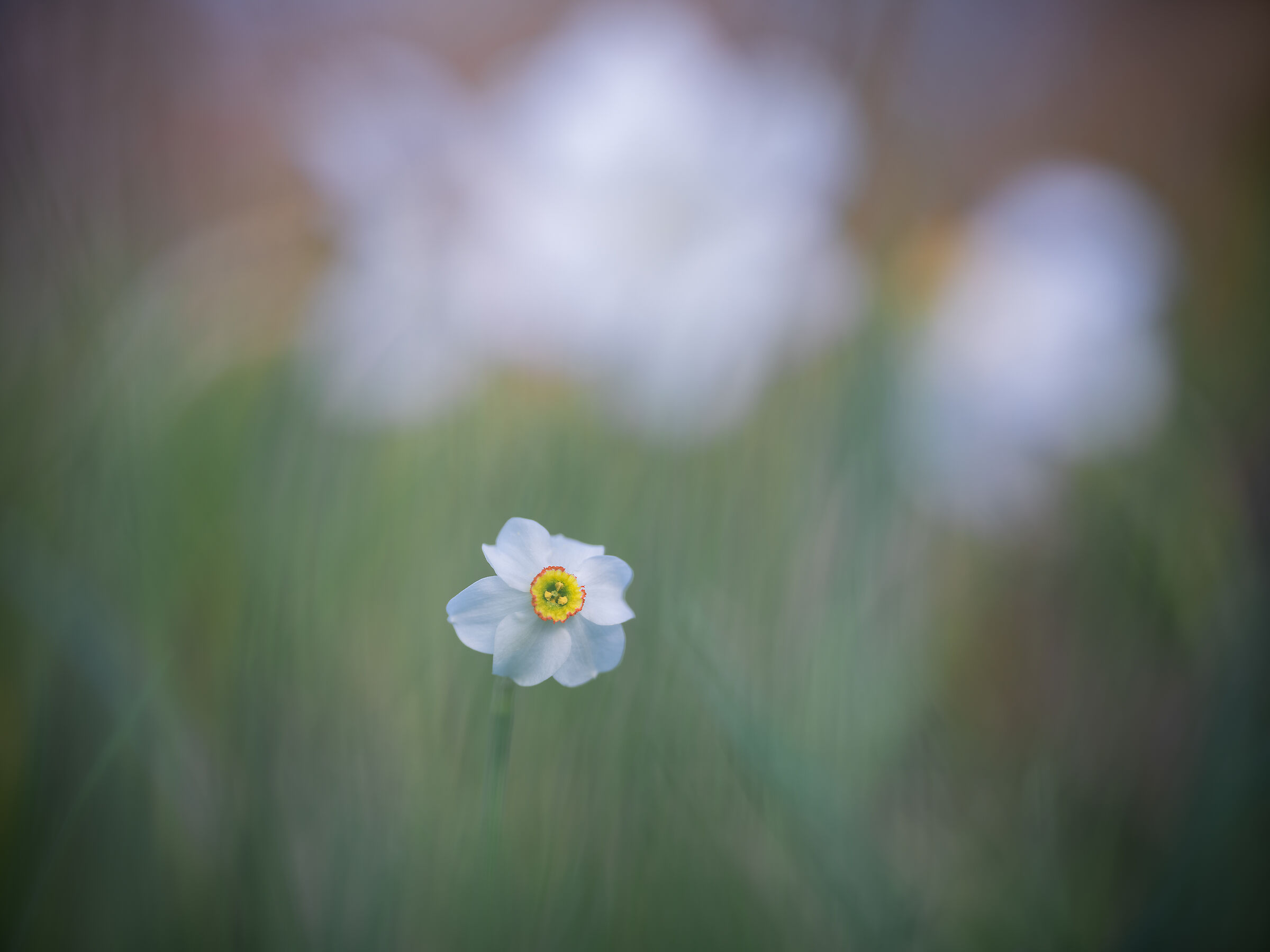 Narcissus poeticus...