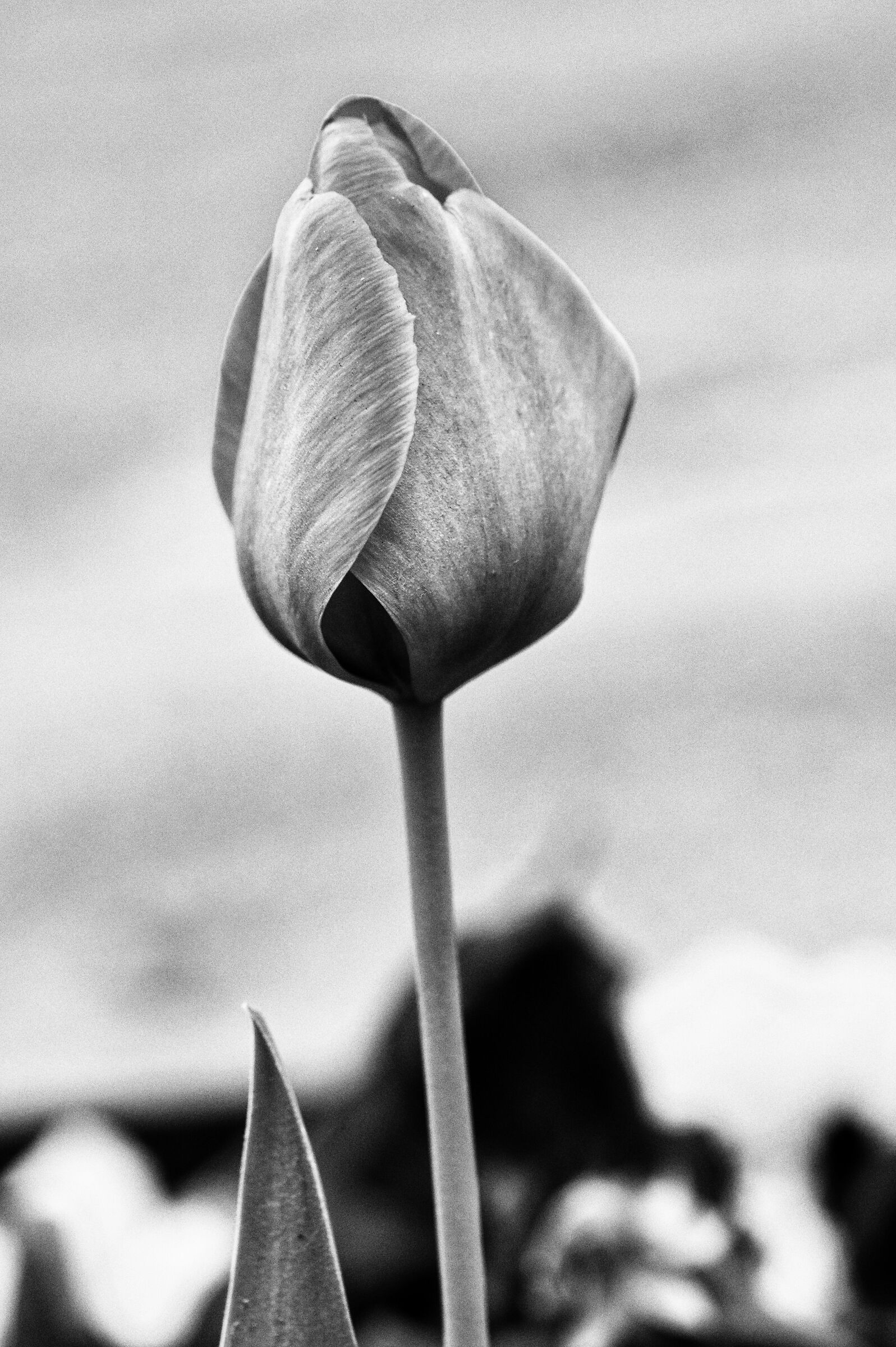 Tulipano in b-n...