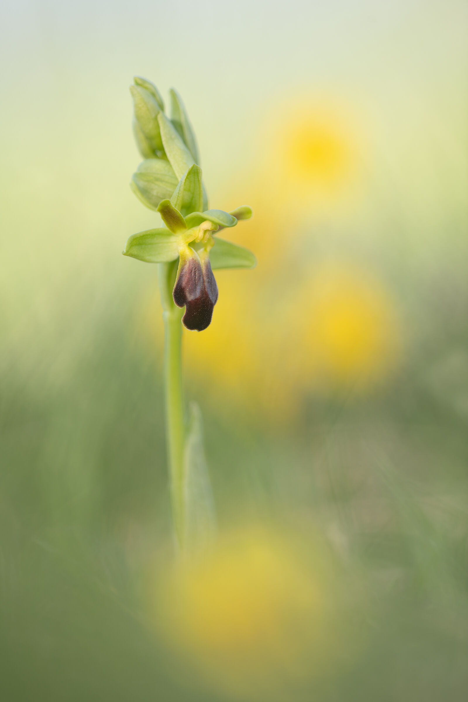 Ophrys funerea...