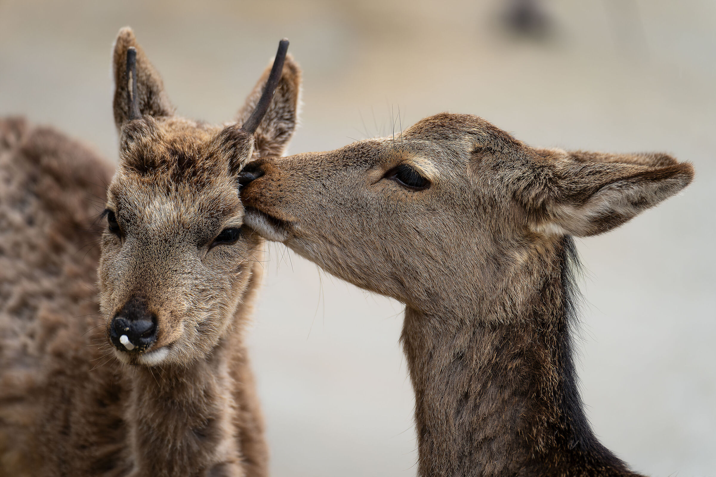 Fawns in love...