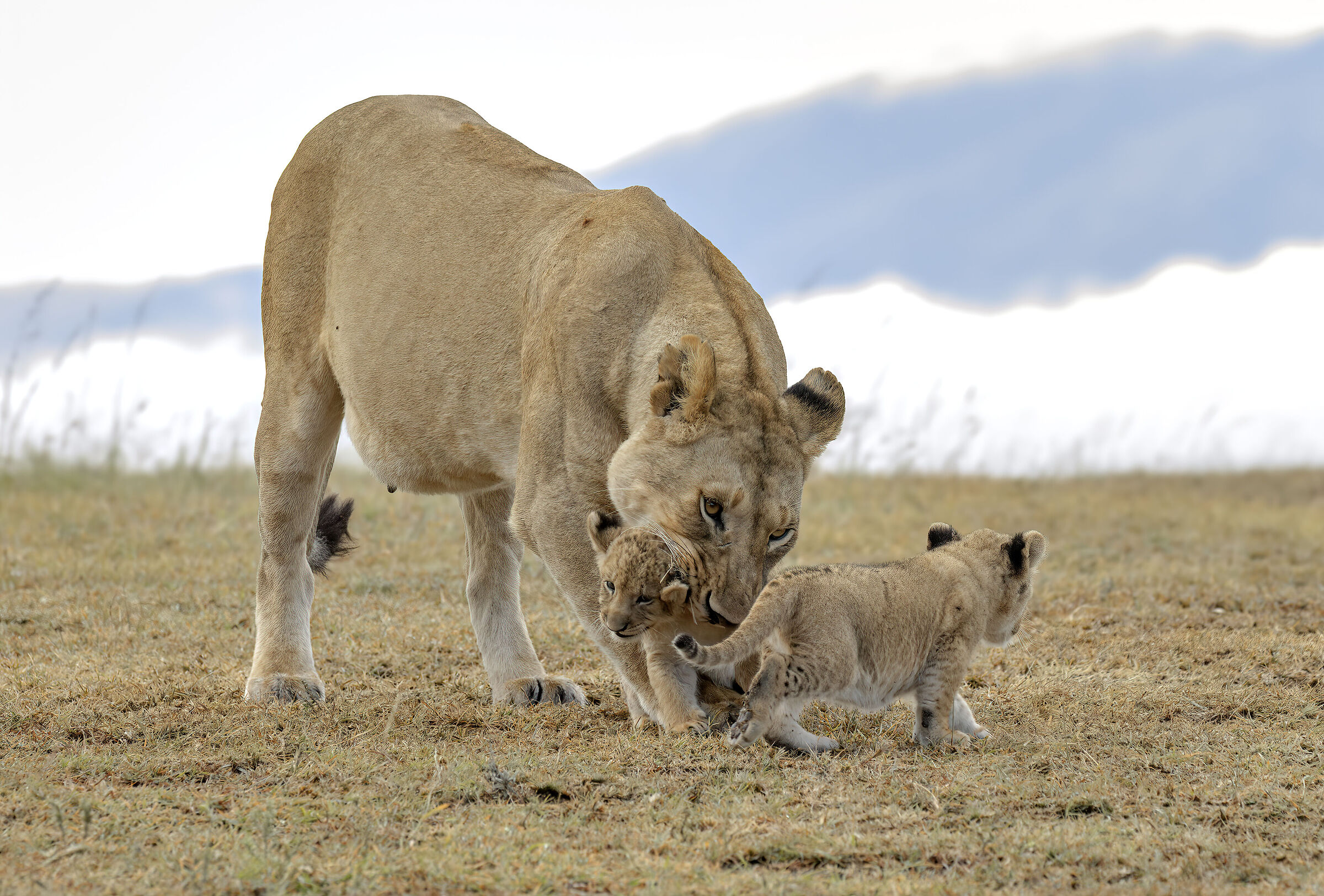 Lioness with cub...
