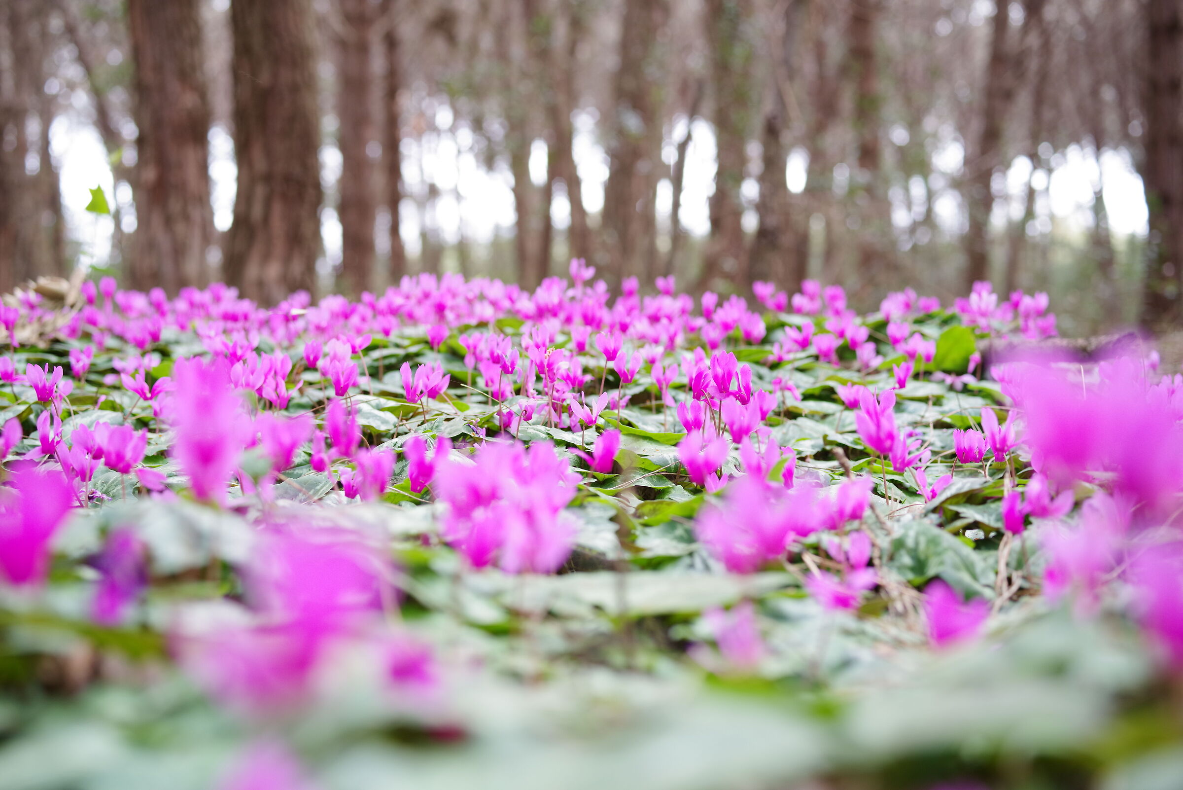 cyclamen in the park of Sabaudia...