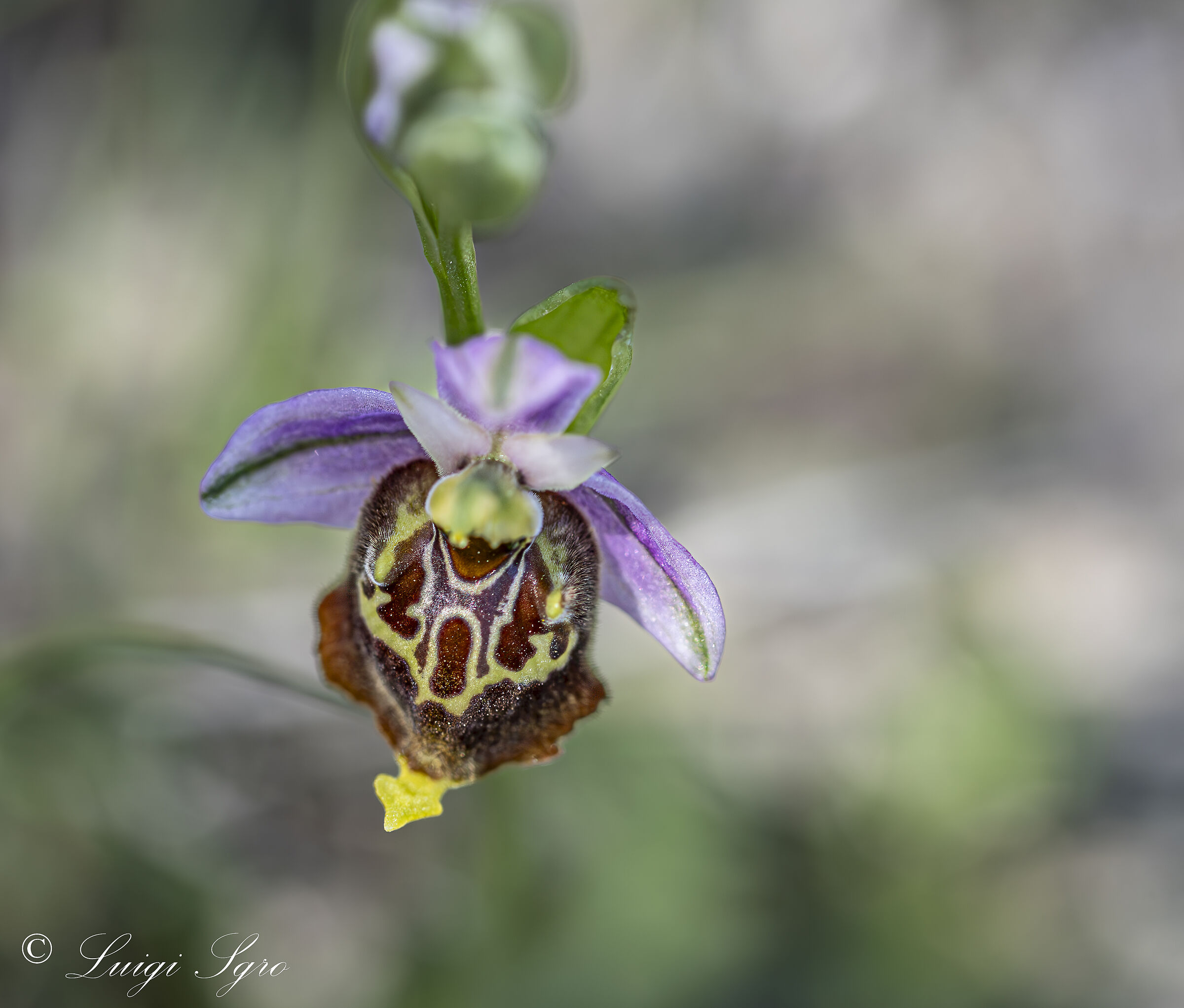 Ophrys Fuciflora sp Apulica...
