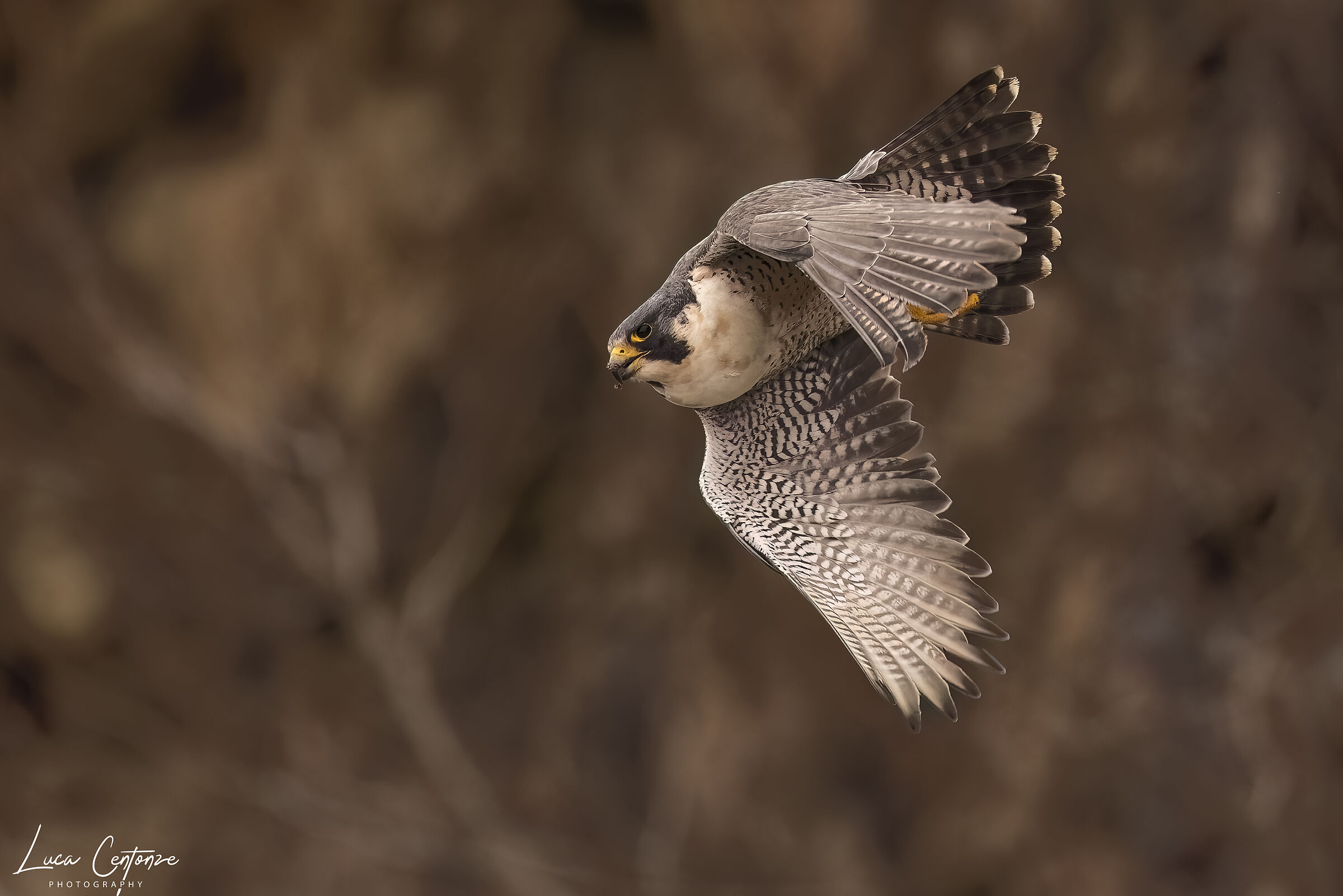 Peregrine Falcon (Falco peregrinus)...
