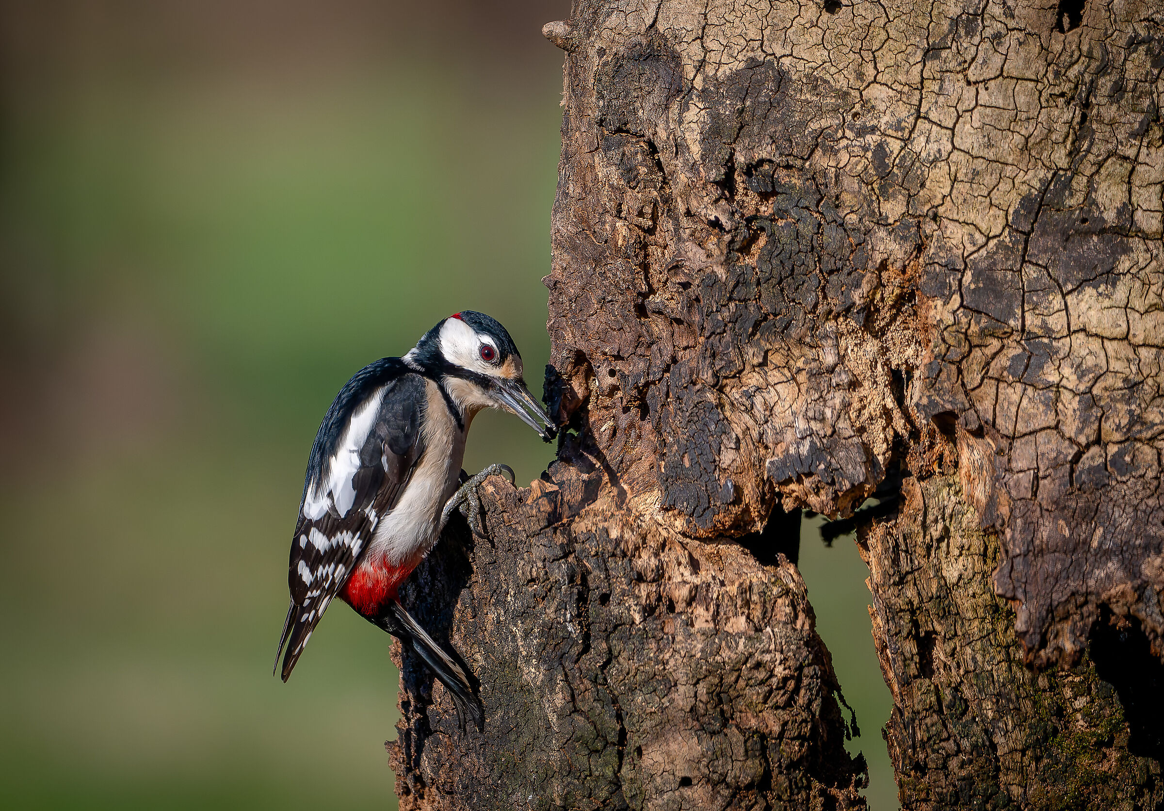 Red Woodpecker Lombardy February 2024...