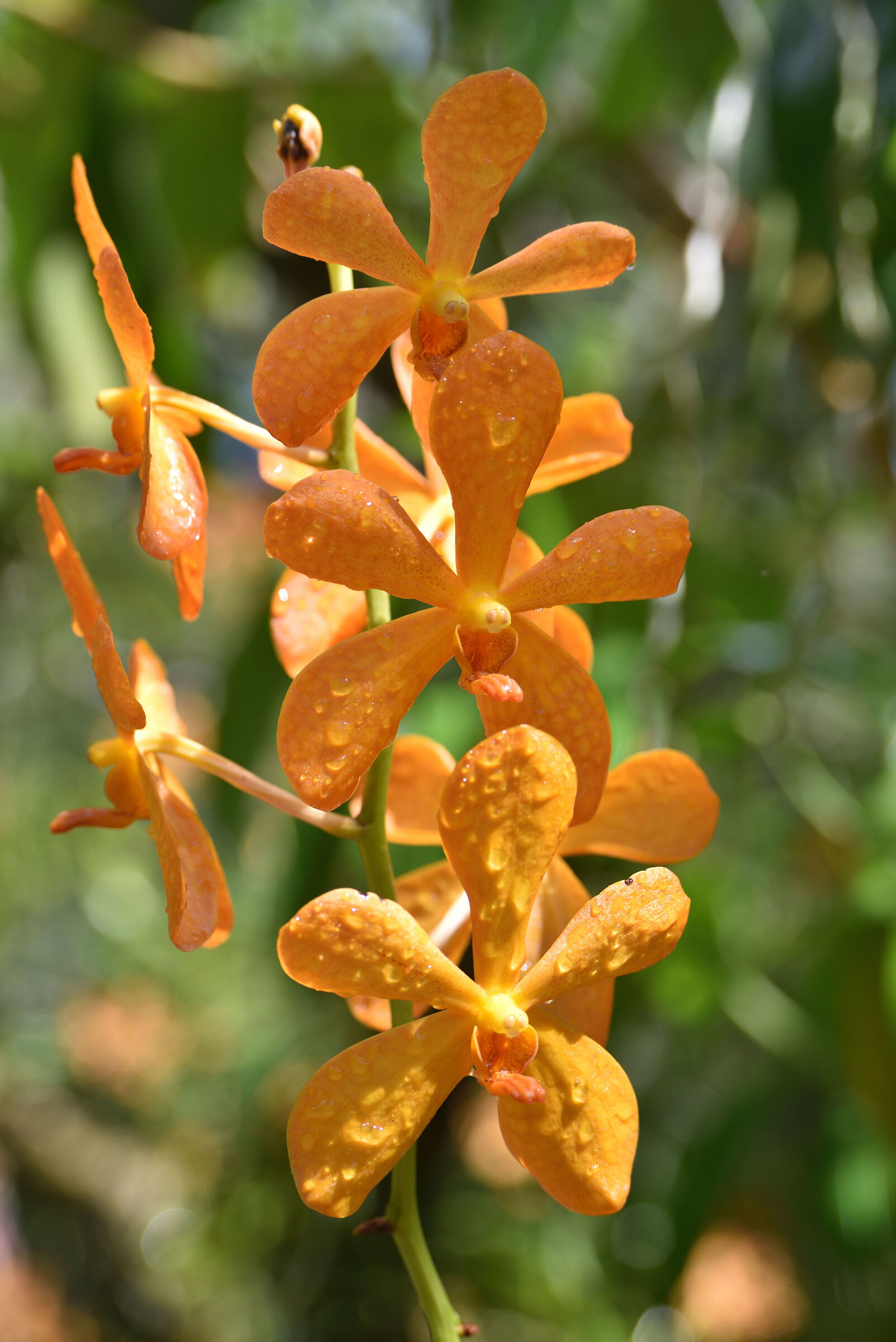 Orchidea arancione...