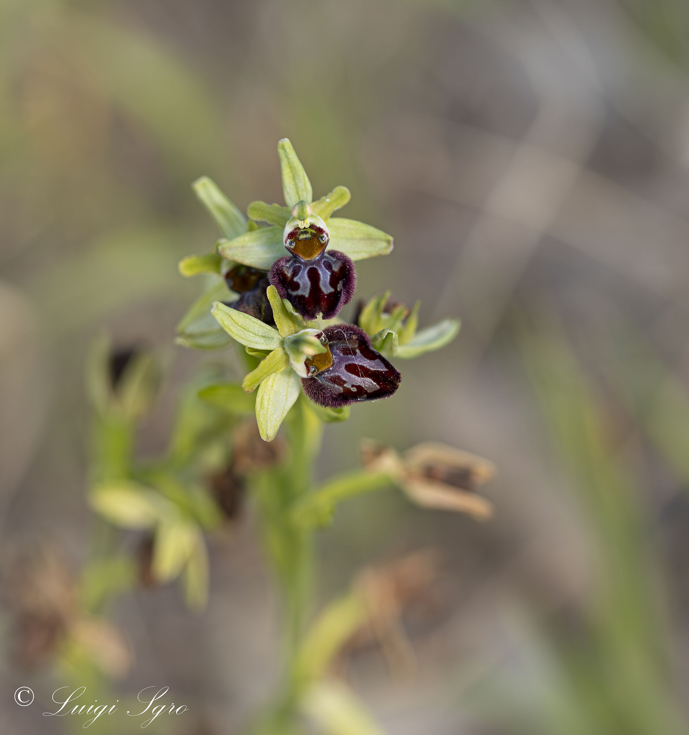 Ophrys Incubacea sp Brutia ...