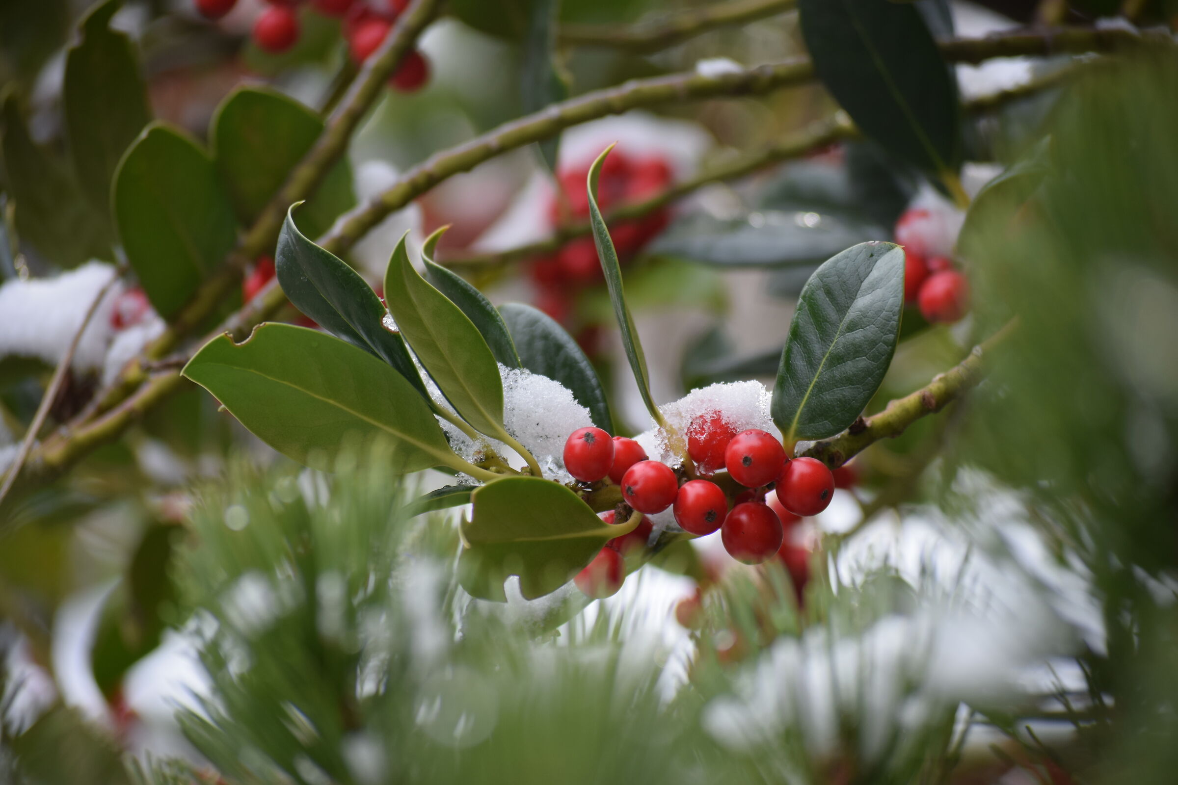 Skimmia ornamentale sotto la neve...