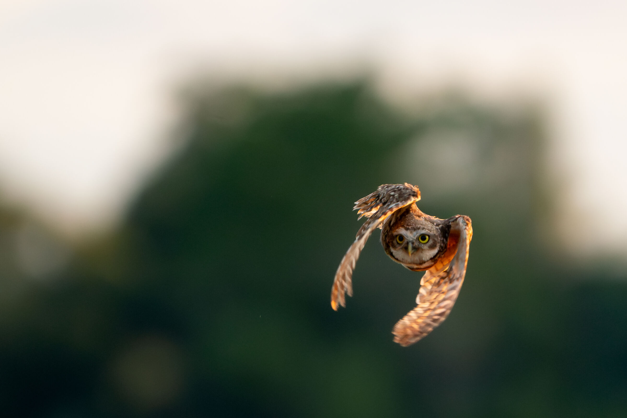 Owl in flight...
