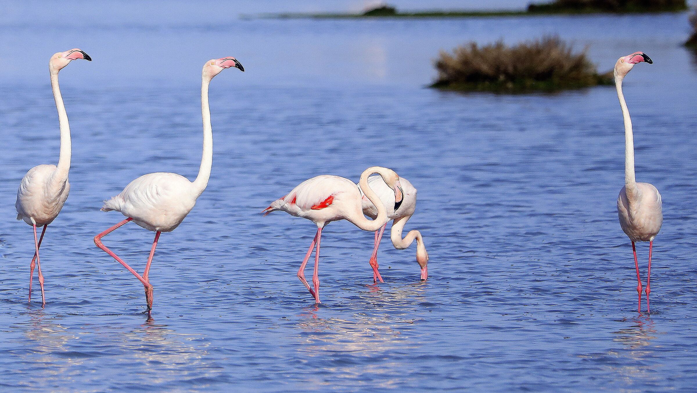 flamingoes...