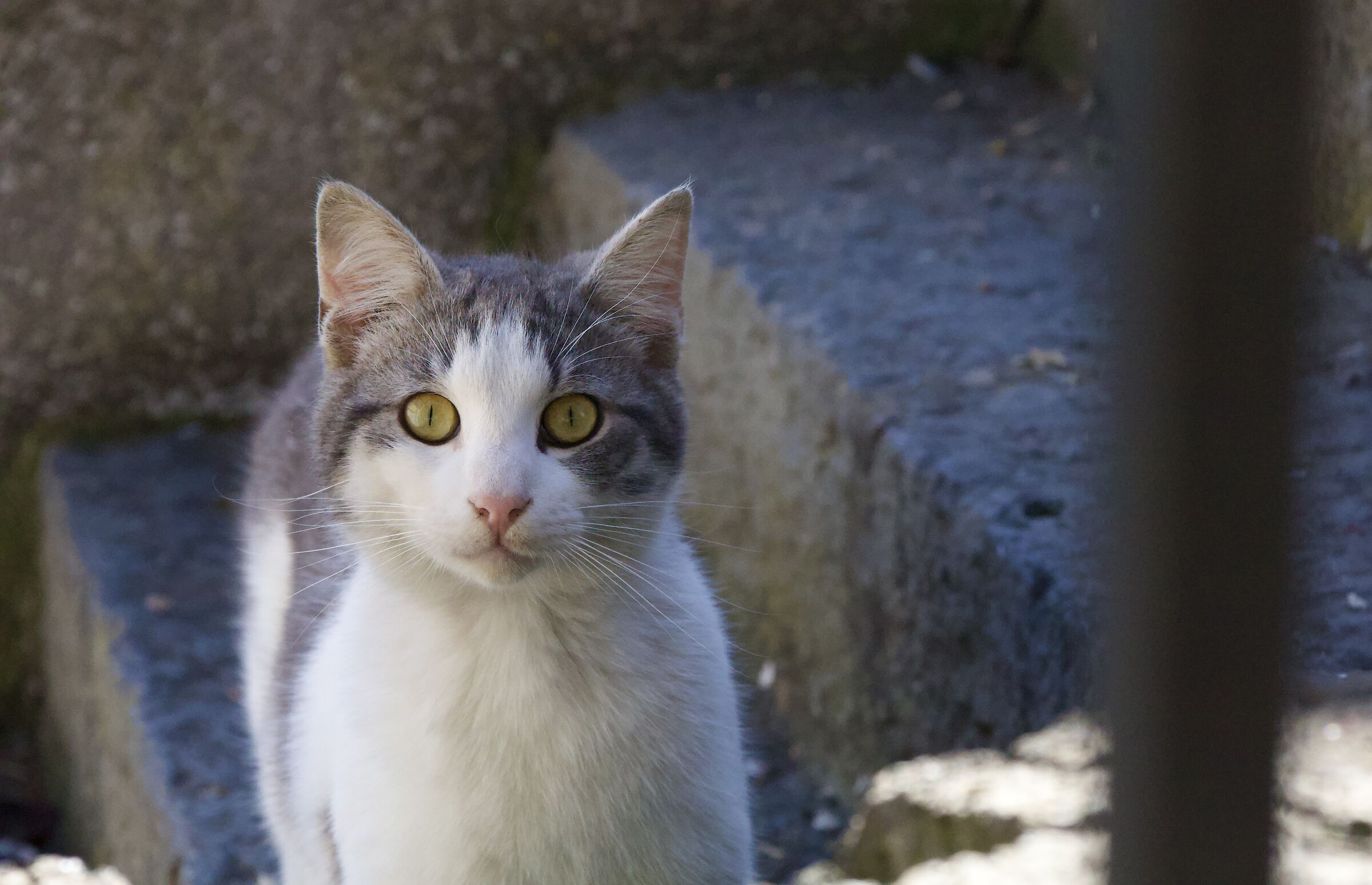 Il gatto osservatore...