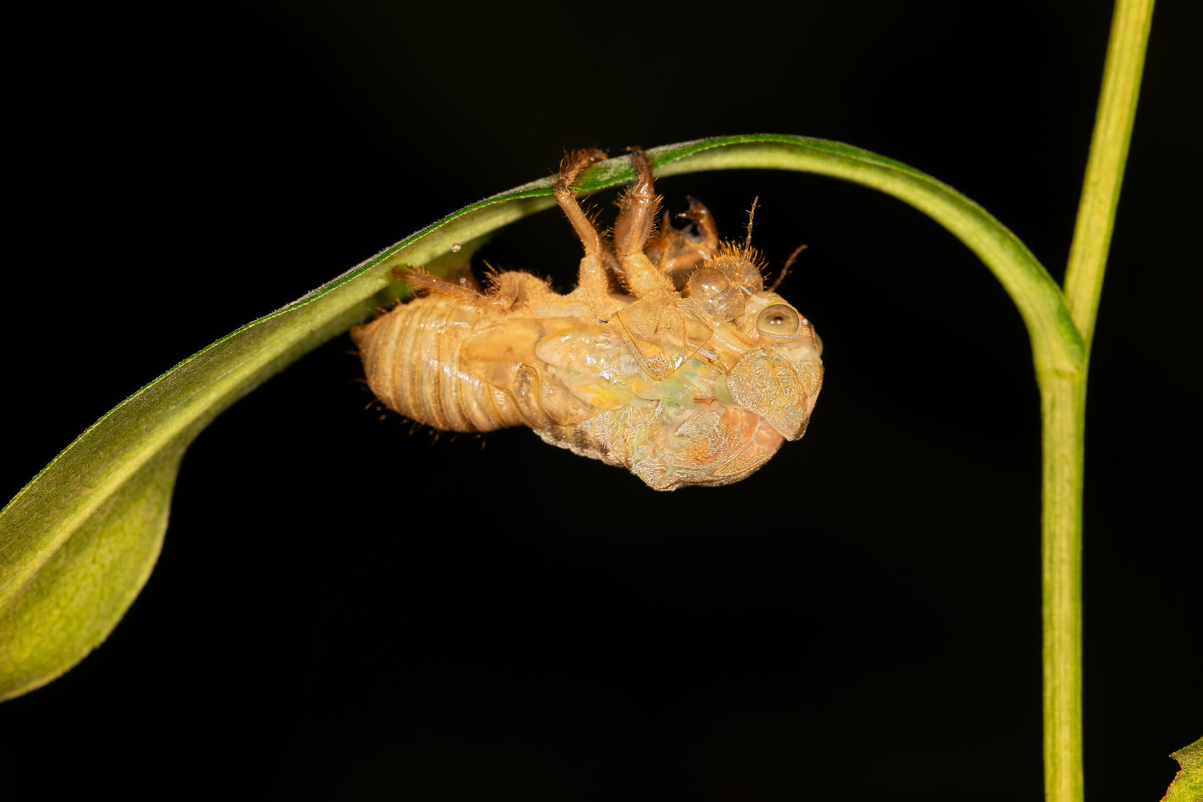 The Metamorphosis of the Cicada, 8...