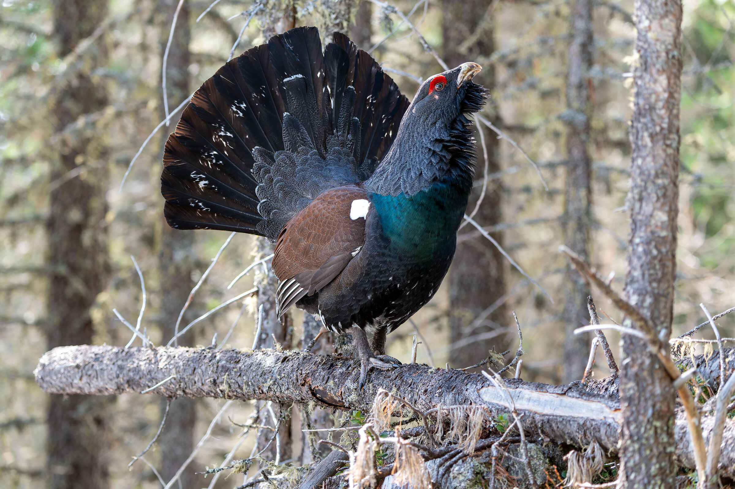 Capercaillie in the Dolomites...